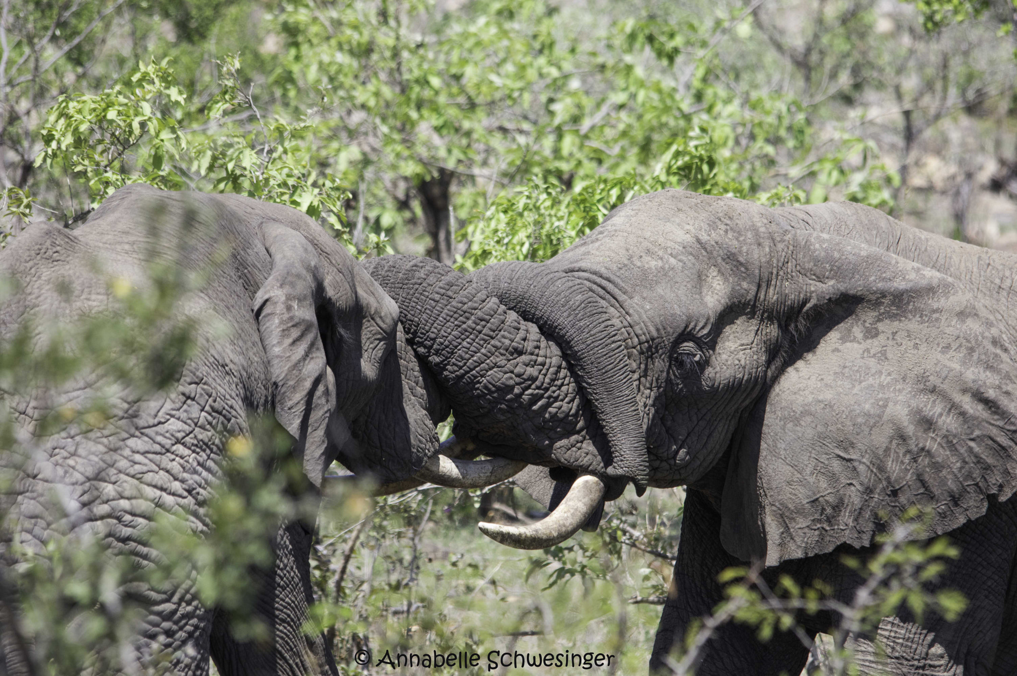 Sigma 150-500mm F5-6.3 DG OS HSM sample photo. Love or fight photography