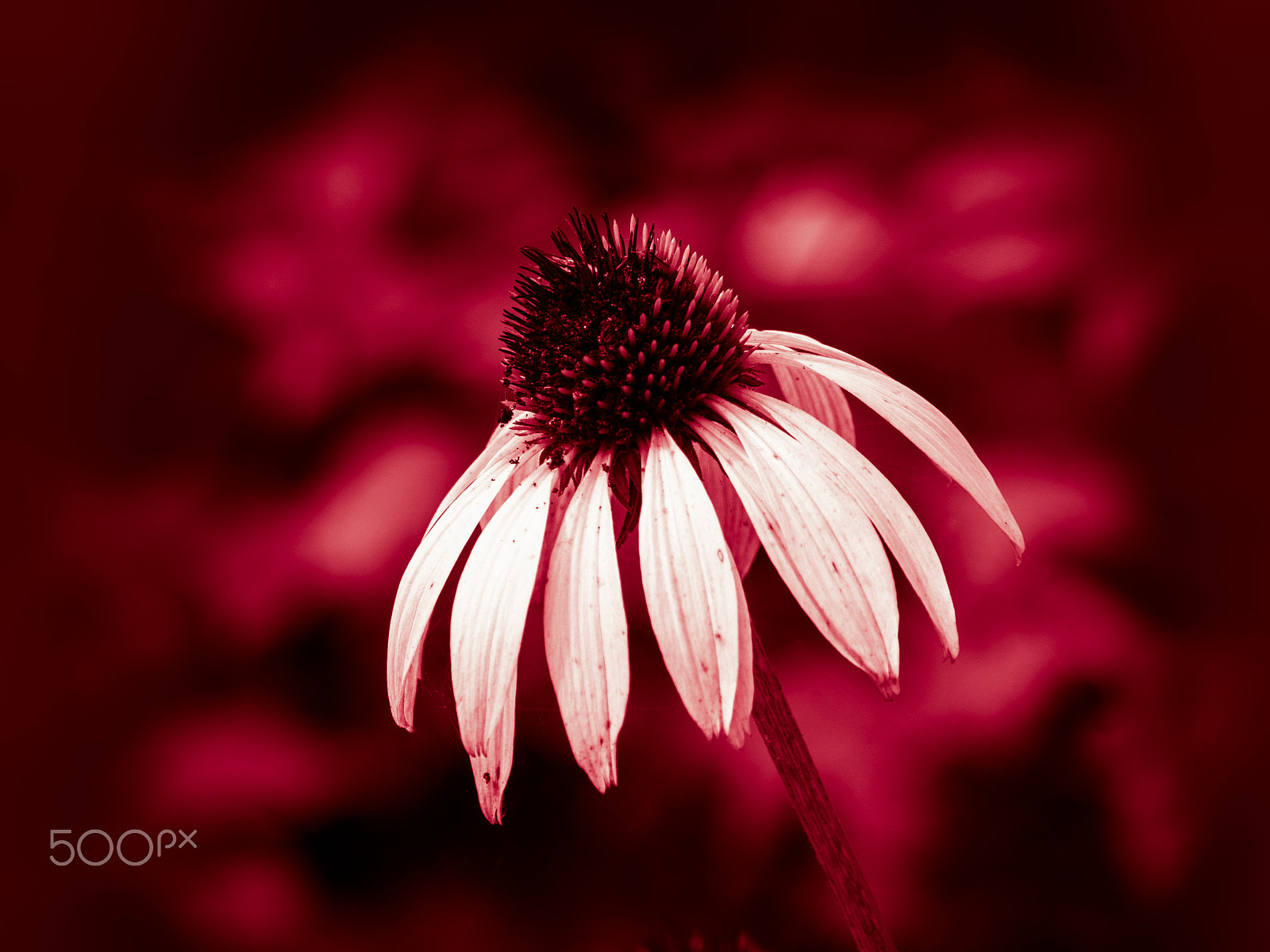 Olympus PEN E-PL5 sample photo. Bloody valentine photography