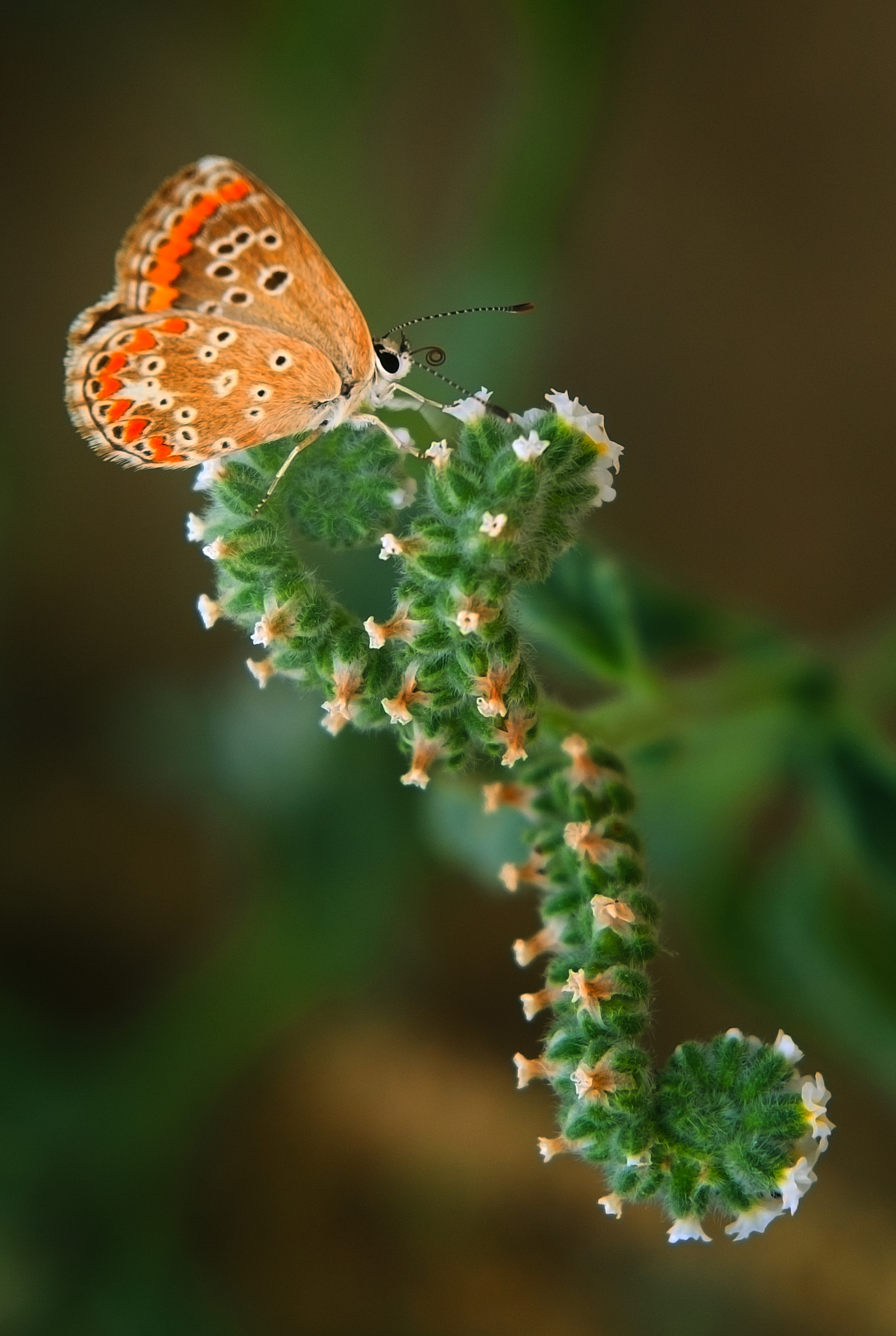 Sigma 50-500mm F4-6.3 EX APO RF HSM sample photo. Aricia cramera photography