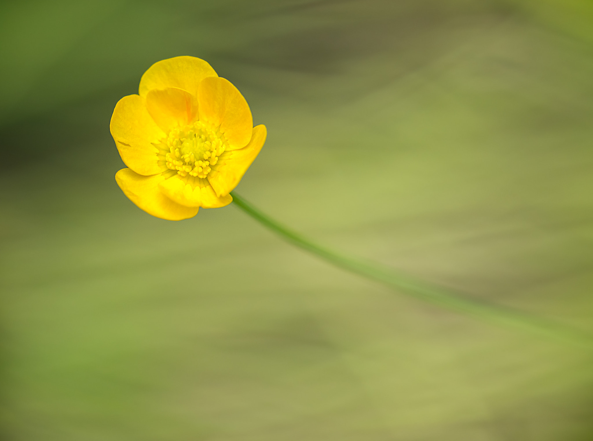 Olympus OM-D E-M10 + Olympus M.Zuiko Digital ED 40-150mm F2.8 Pro sample photo. Through the grass photography