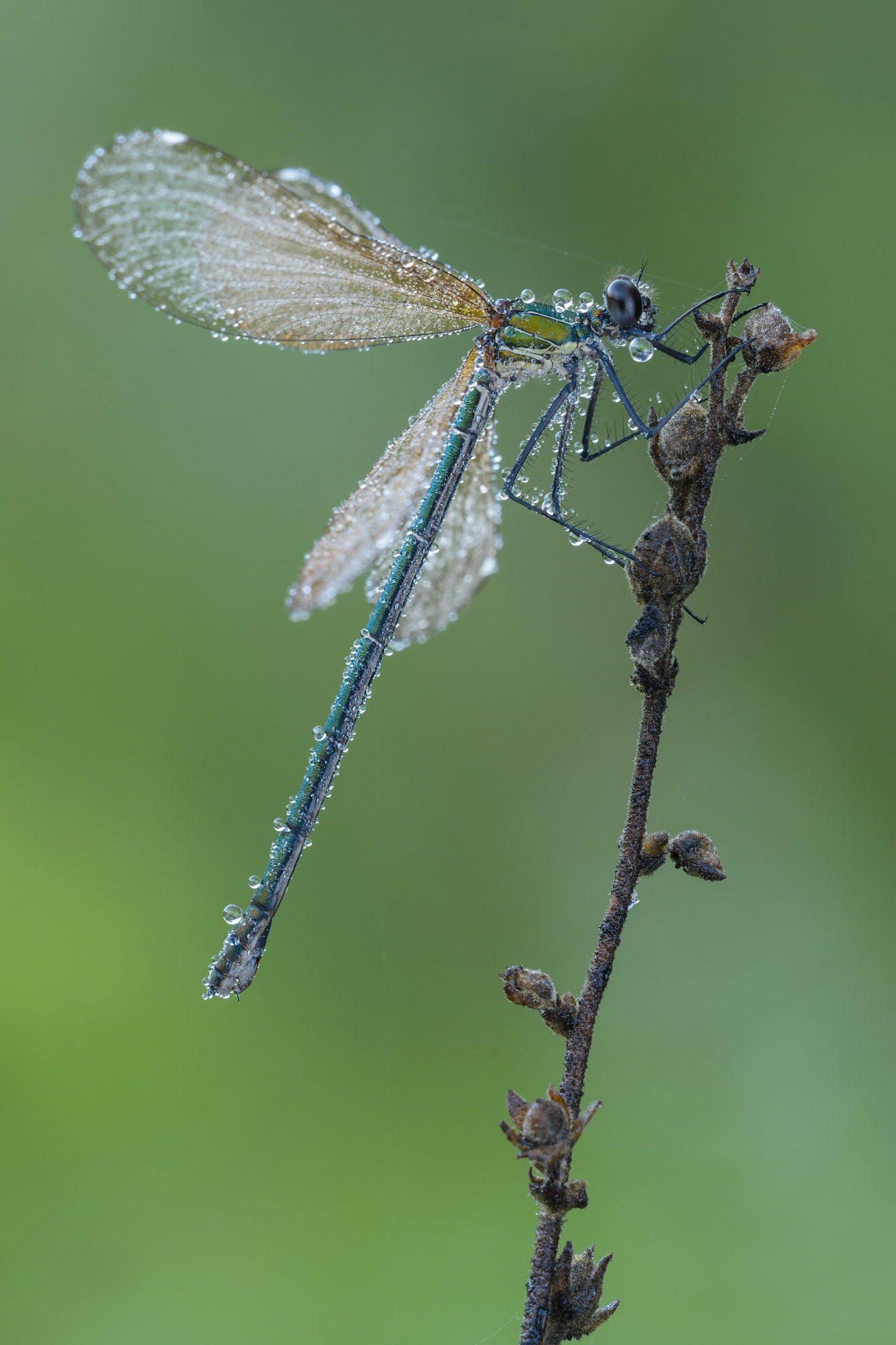 Sigma APO Macro 180mm F3.5 EX DG HSM sample photo. Calopteryx splendens photography