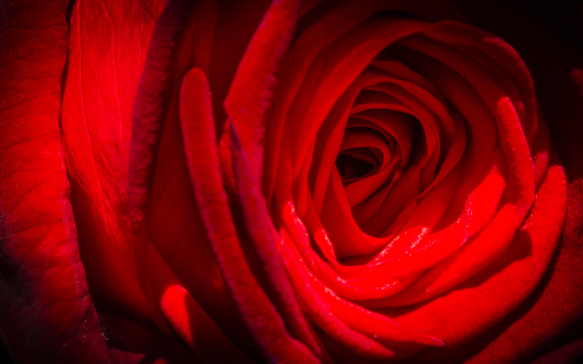 Fujifilm X-E1 + Fujifilm XF 60mm F2.4 R Macro sample photo. Have a nice valentine's day! photography