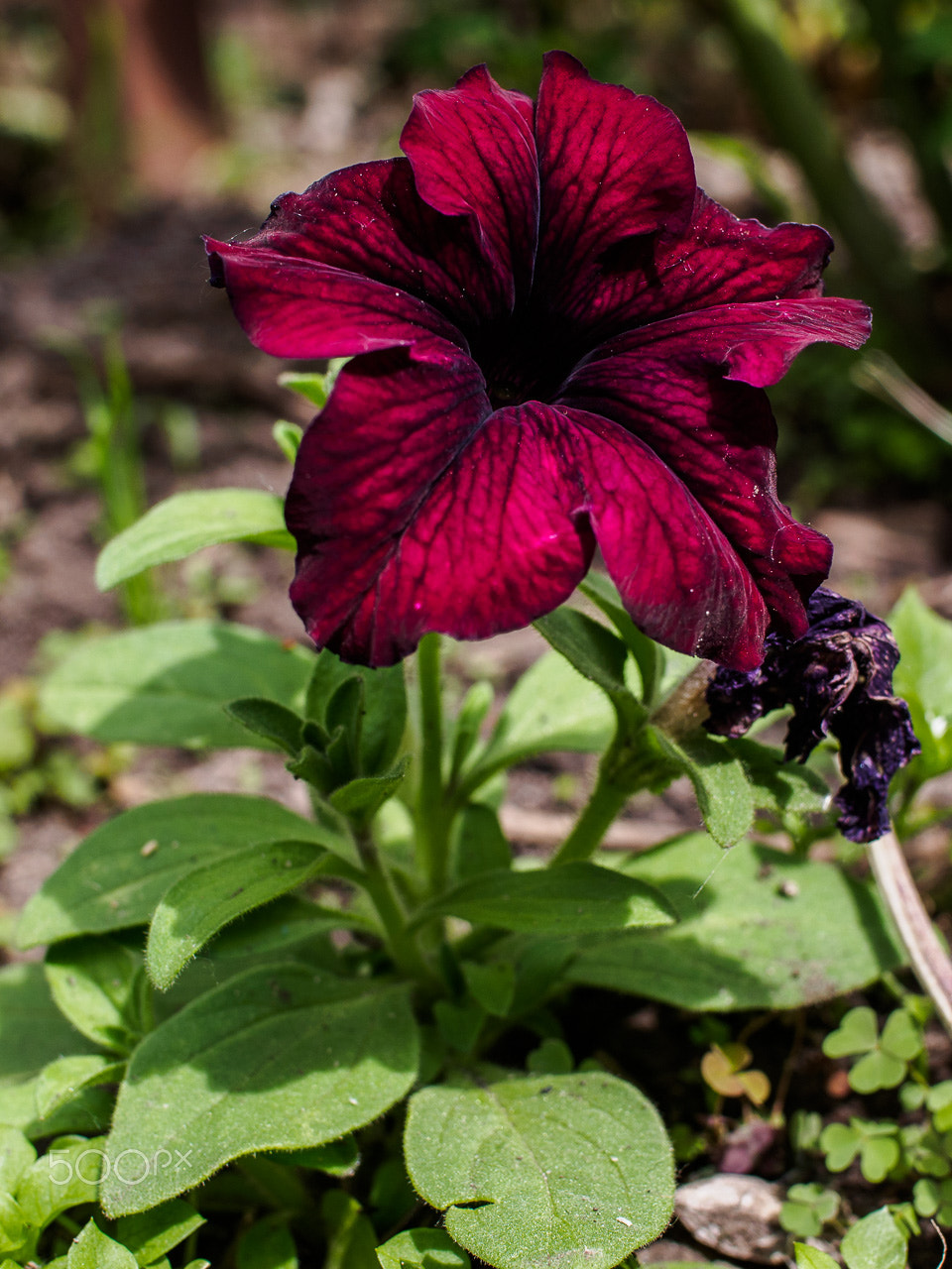 Olympus PEN E-PL6 + Olympus M.Zuiko Digital 25mm F1.8 sample photo. Petunia photography