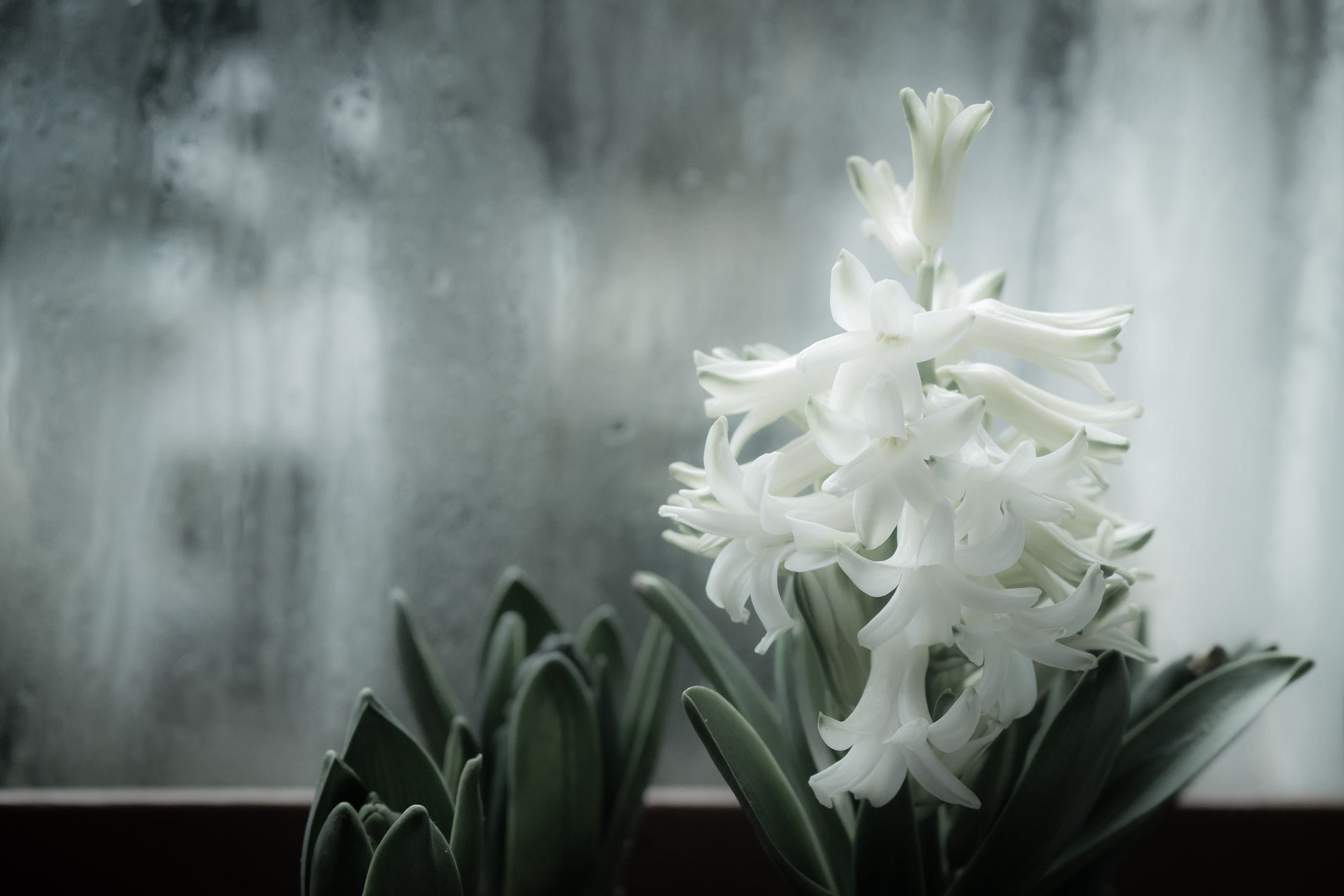 hyacinth by window