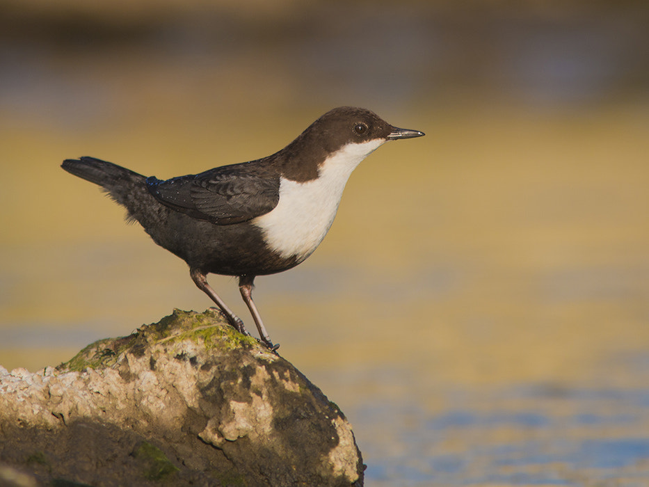 Canon EF 300mm F4L IS USM sample photo. Waterspreeuw / diper photography