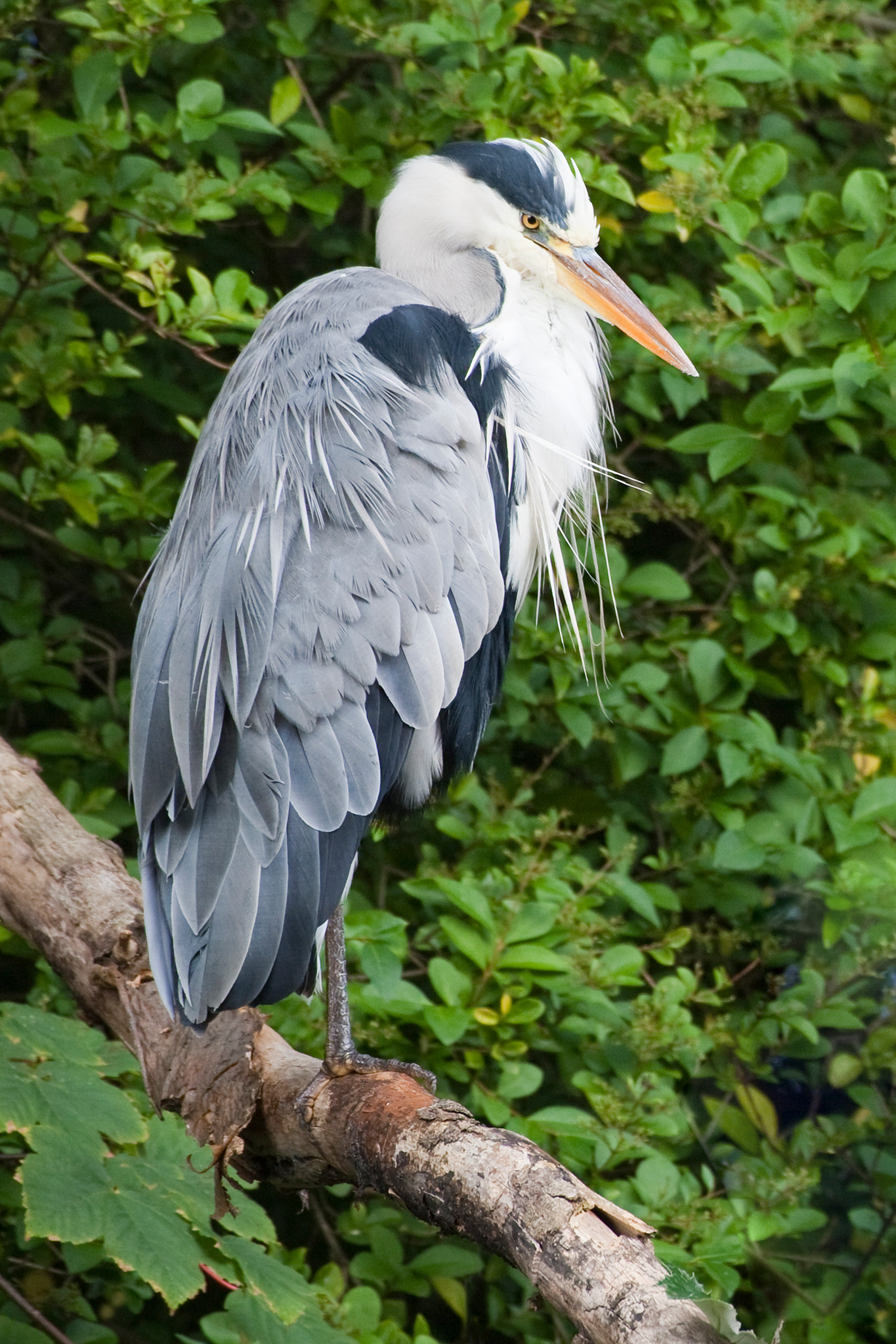 Canon EOS-1D Mark III sample photo. Grey heron photography