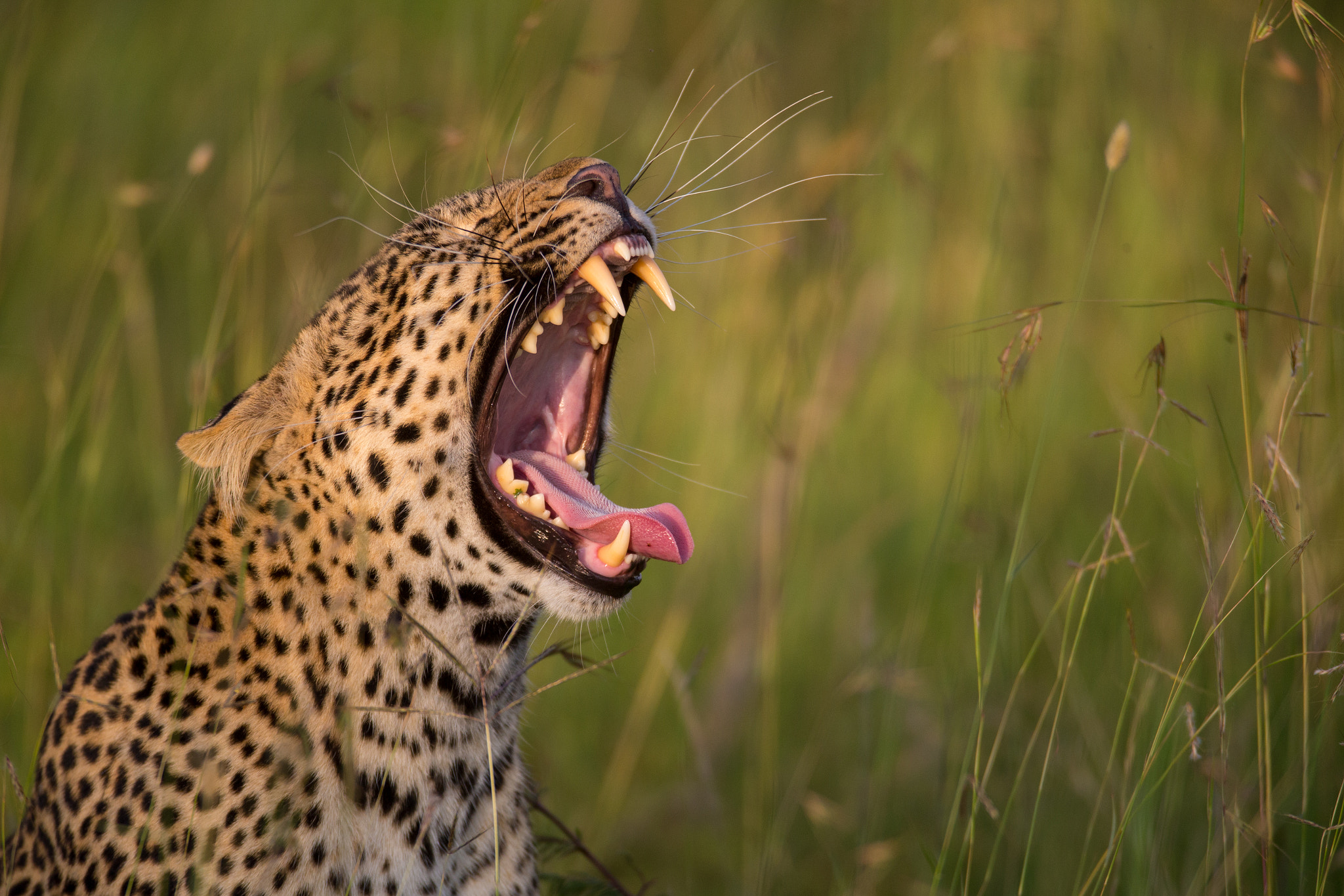 Canon EF 600mm F4L IS USM sample photo. Yawn photography