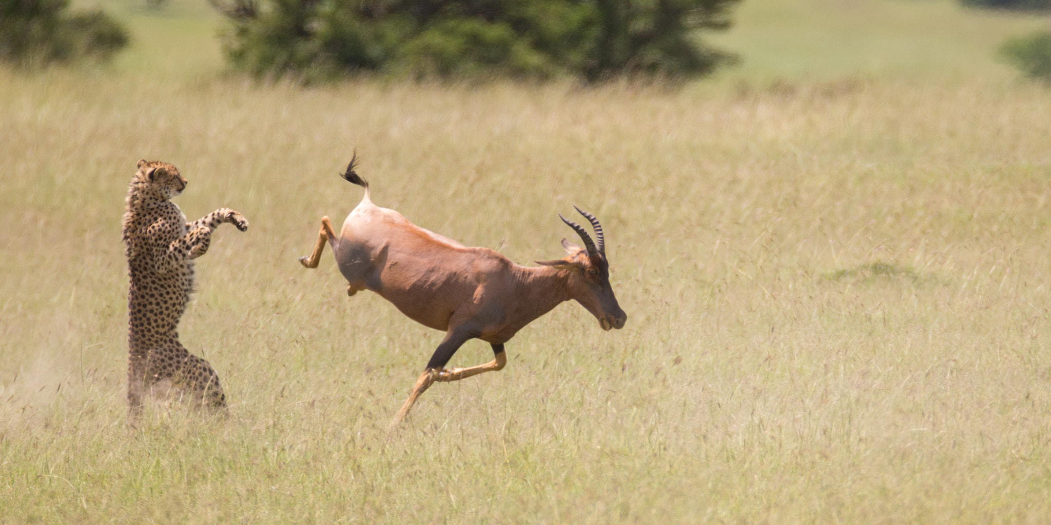 Canon EF 600mm F4L IS USM sample photo. Kicked photography