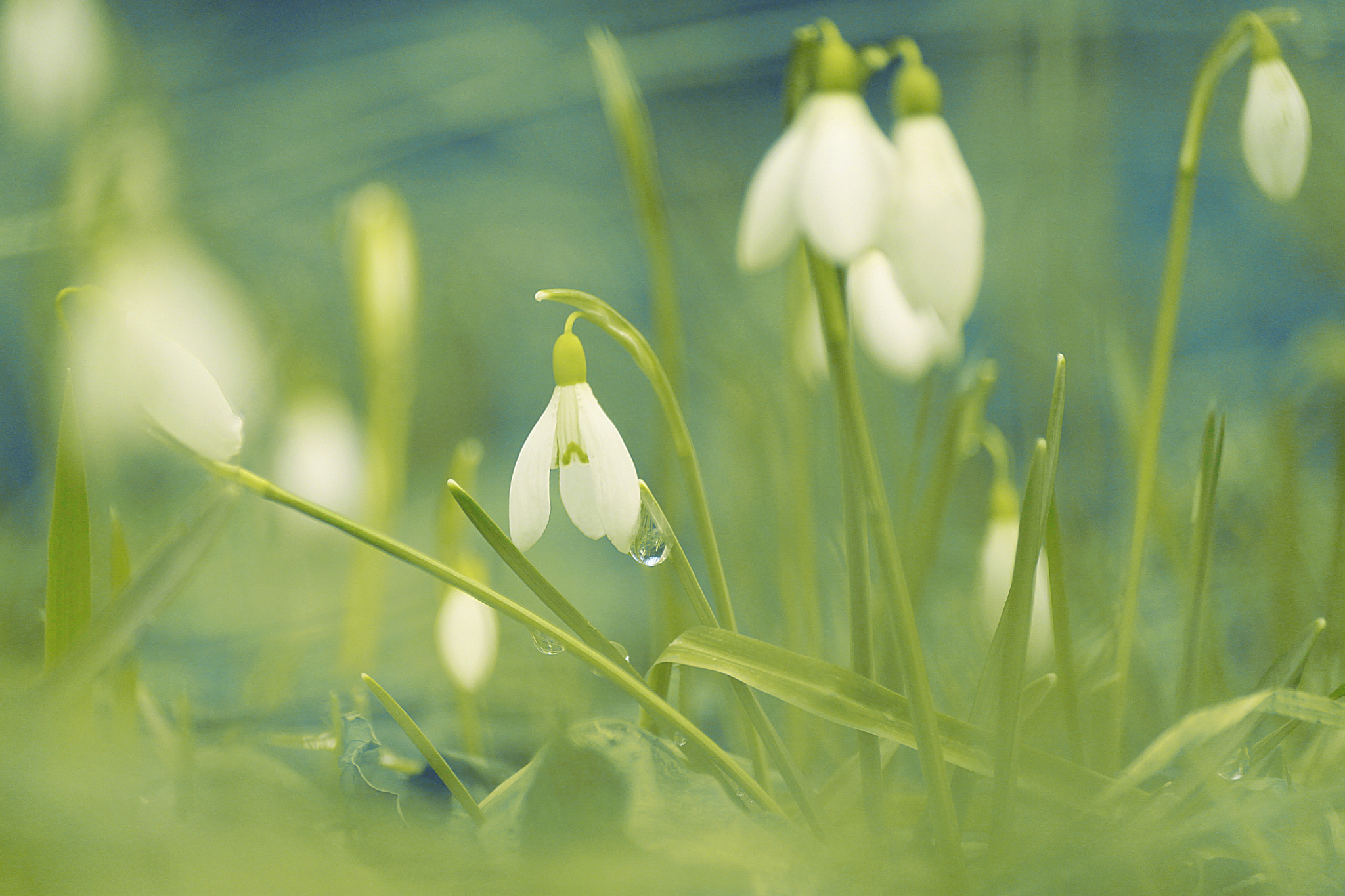 Canon EOS 500D (EOS Rebel T1i / EOS Kiss X3) sample photo. Whisper of spring photography