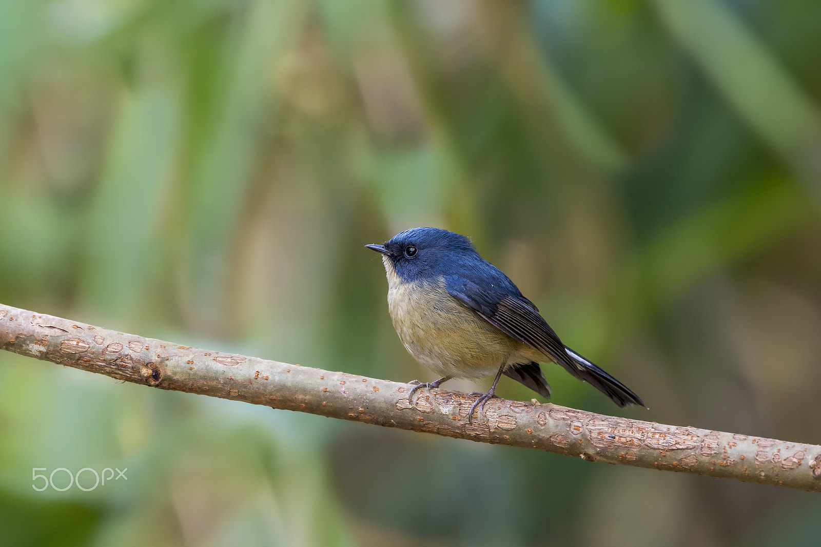 Nikon D4 sample photo. Slaty-blue flycatcher (m) photography