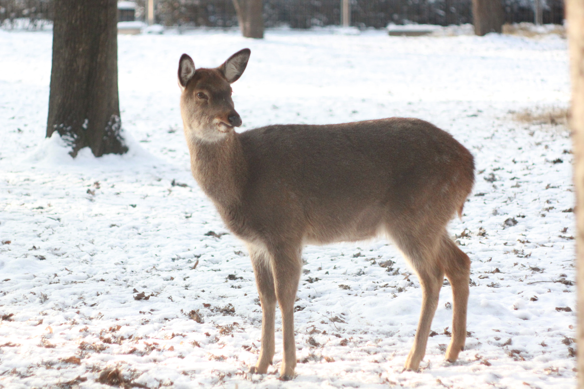 Canon EF 35-80mm f/4-5.6 sample photo. Deer standing photography