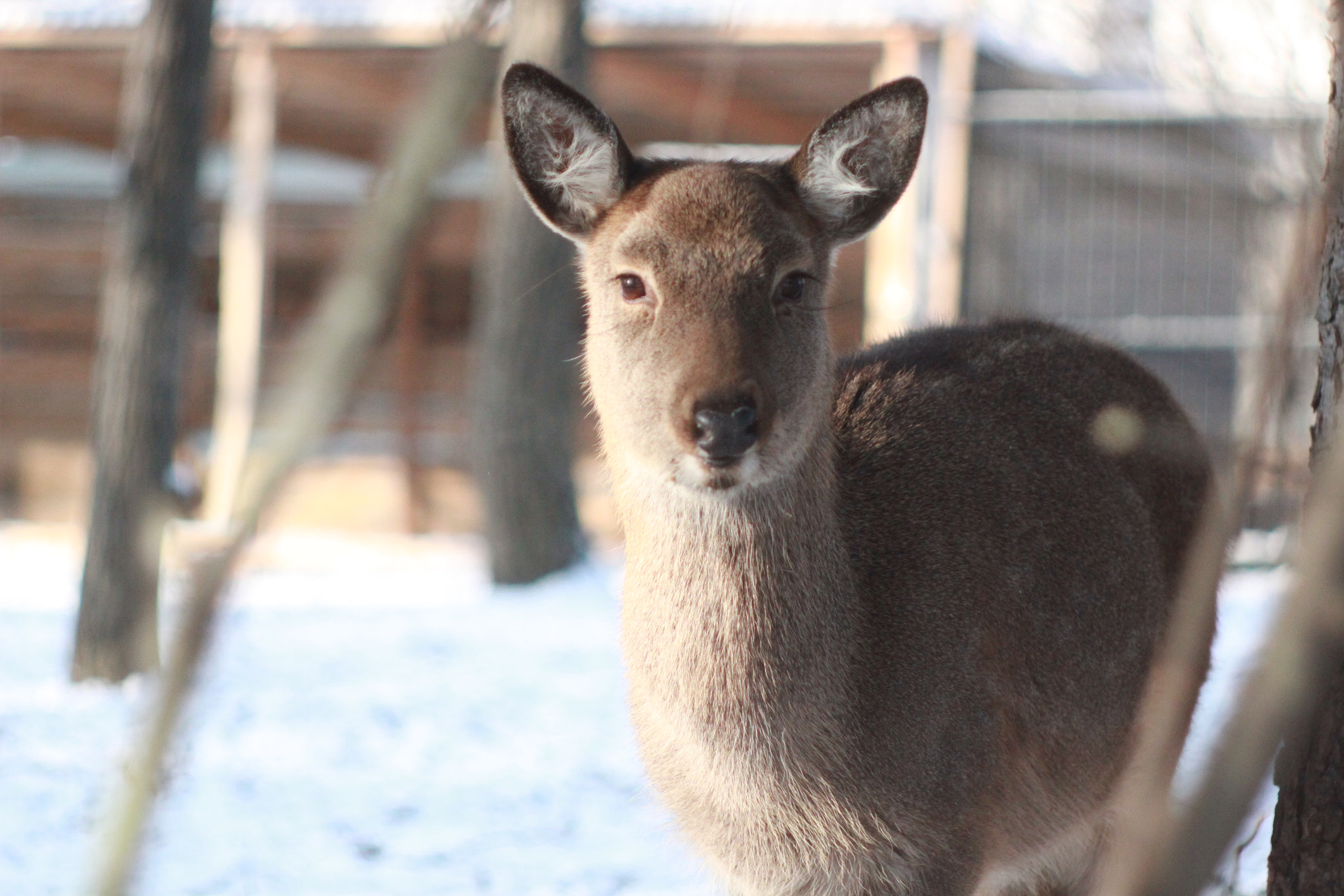 Canon EF 35-80mm f/4-5.6 sample photo. Deer starring photography