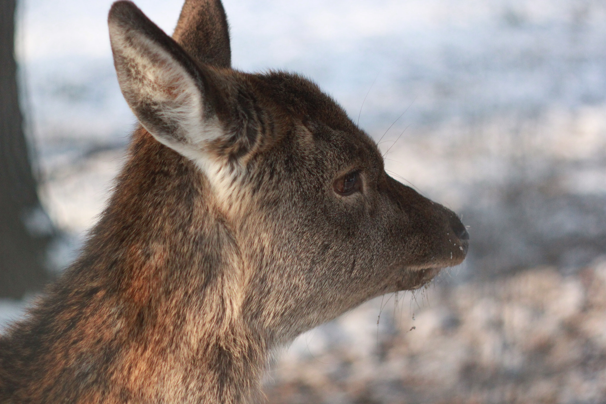 Canon EF 35-80mm f/4-5.6 sample photo. Thoughtful deer photography