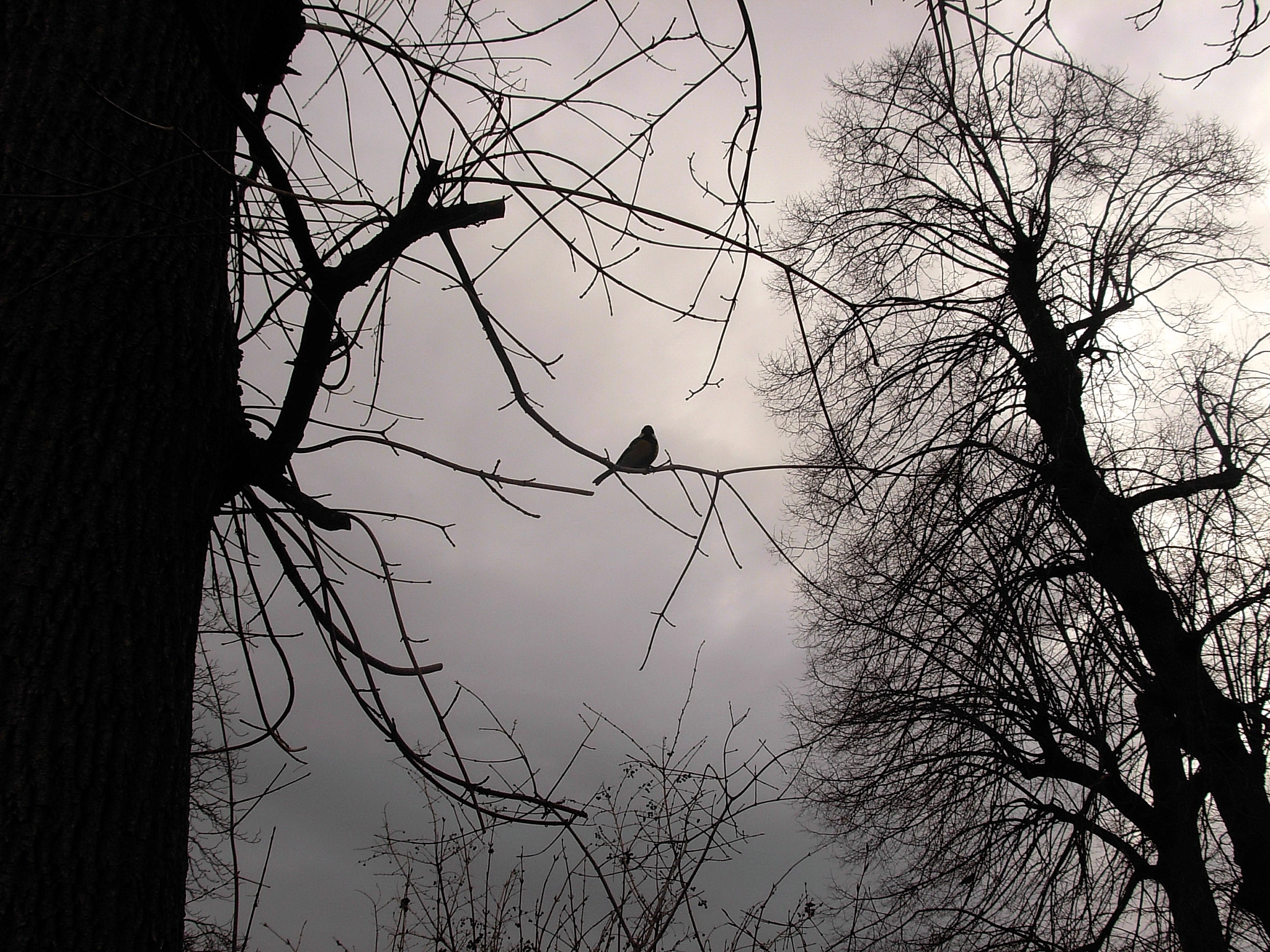 Nikon COOLPIX L5 sample photo. Bird at the schonbrunn photography