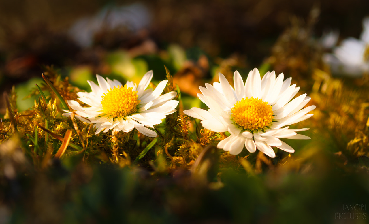 Olympus Zuiko Digital ED 70-300mm F4.0-5.6 sample photo. The first... photography