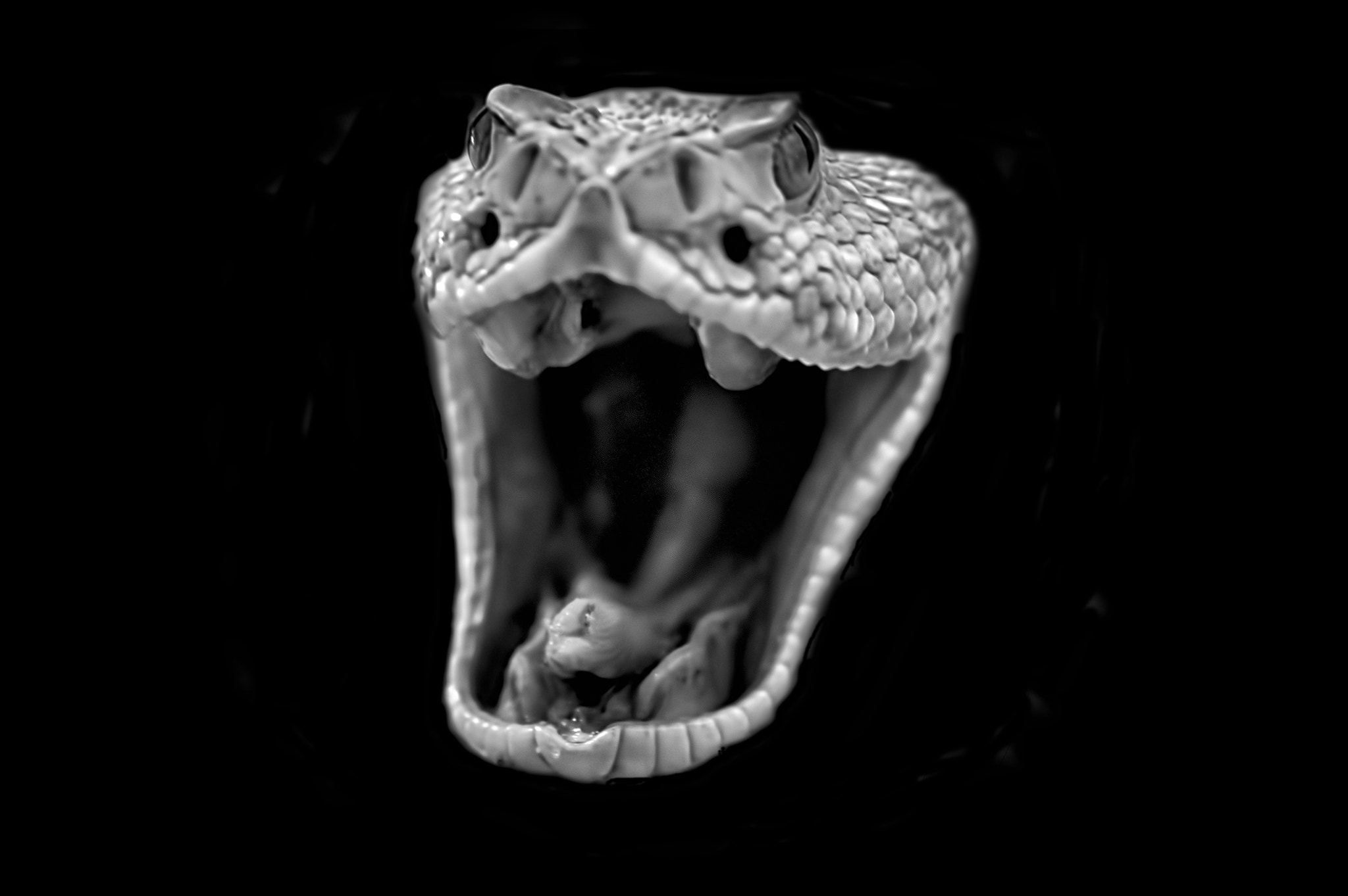 Nikon D4 sample photo. Snake photography