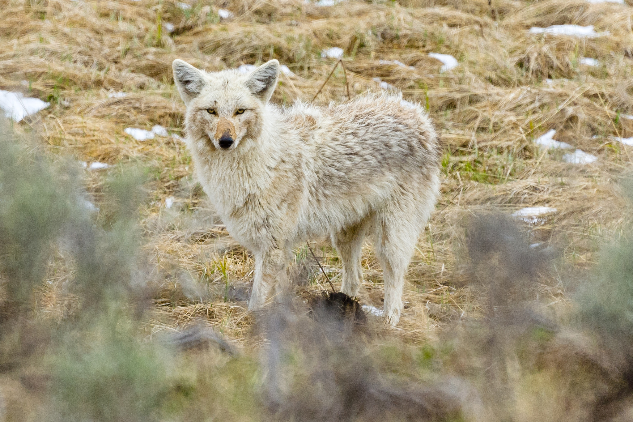 Sony Alpha DSLR-A300 + Sony 500mm F8 Reflex sample photo. Coyote in snow photography