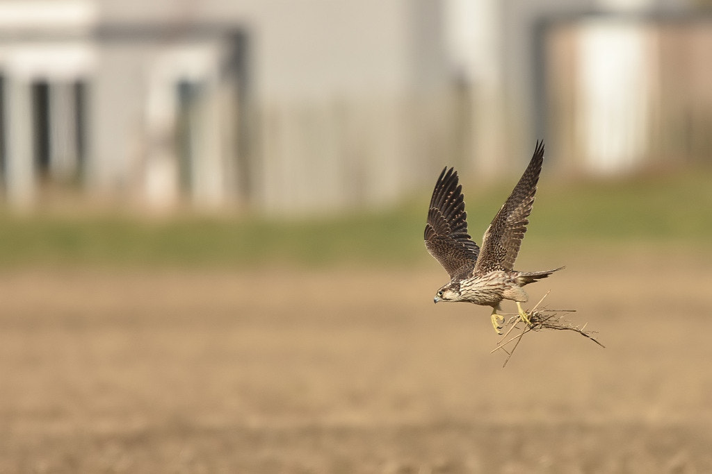 Nikon D7200 + Nikon AF-S Nikkor 600mm F4G ED VR sample photo. Falco peregrinus calidus photography