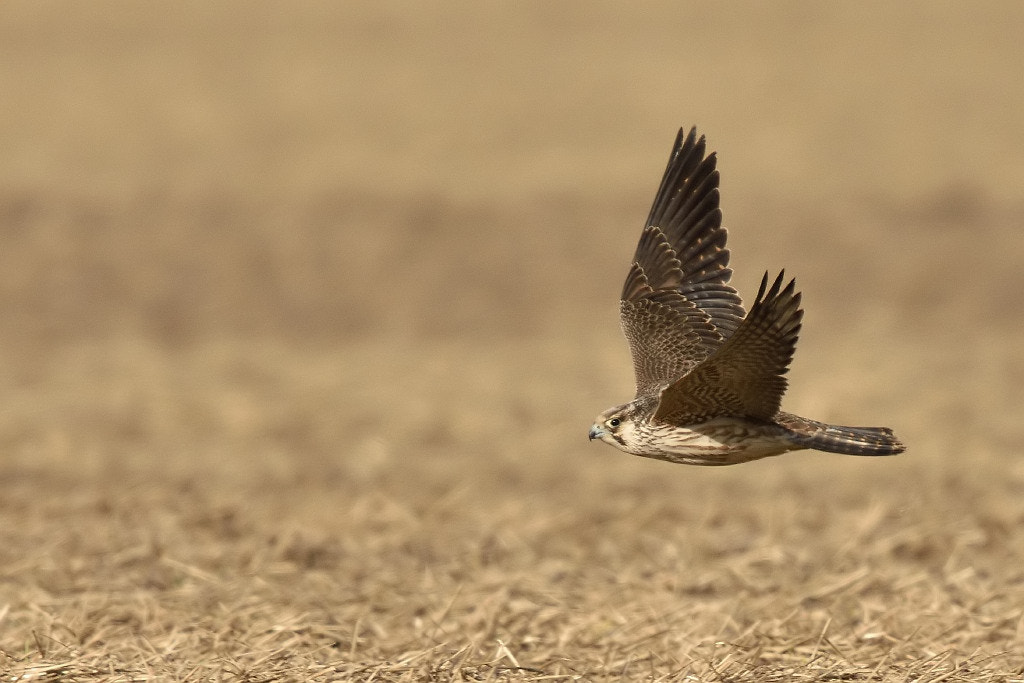 Nikon D7200 + Nikon AF-S Nikkor 600mm F4G ED VR sample photo. Falco peregrinus callidus photography