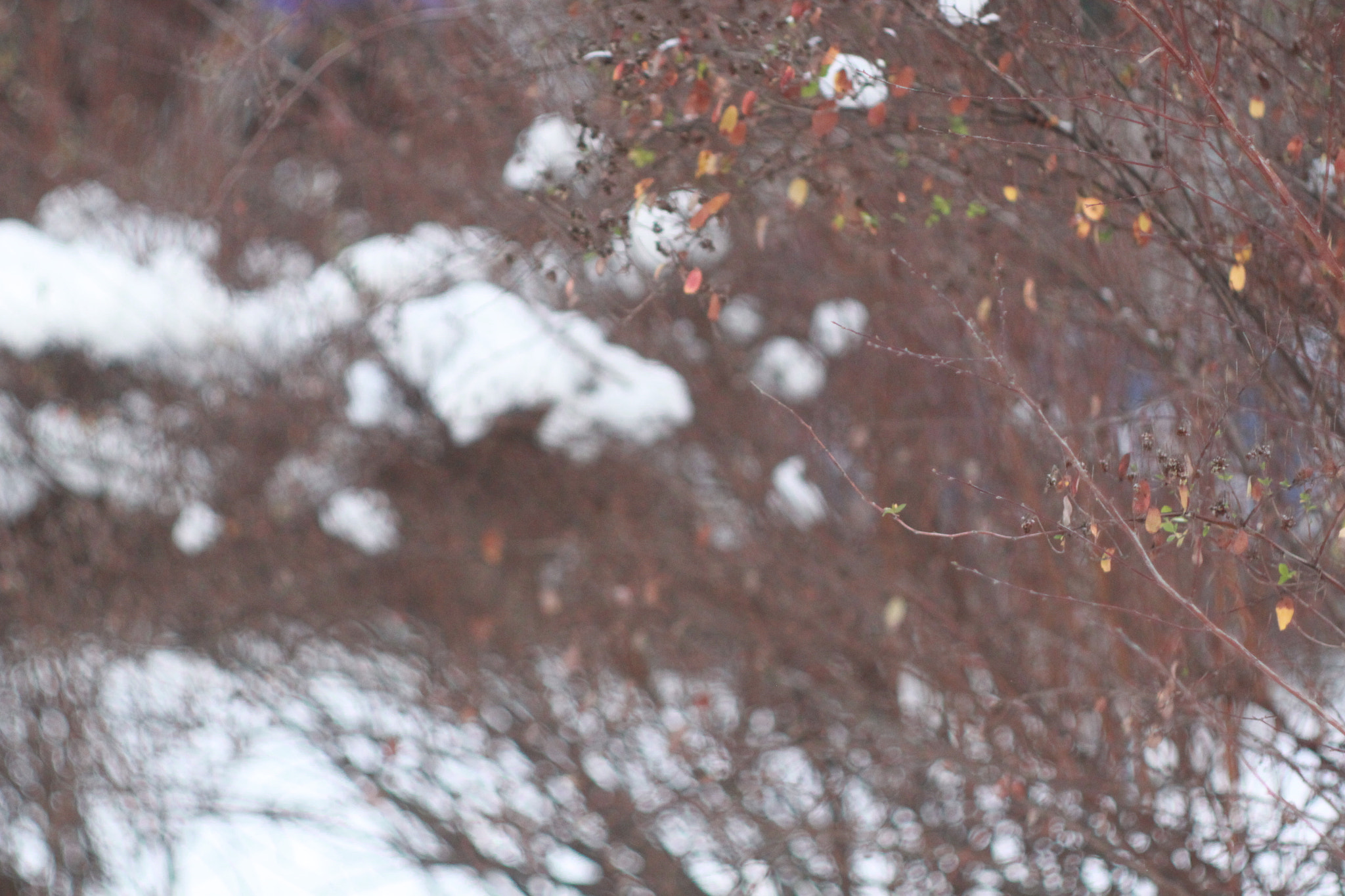 Canon EF 35-80mm f/4-5.6 sample photo. Autumn winter photography