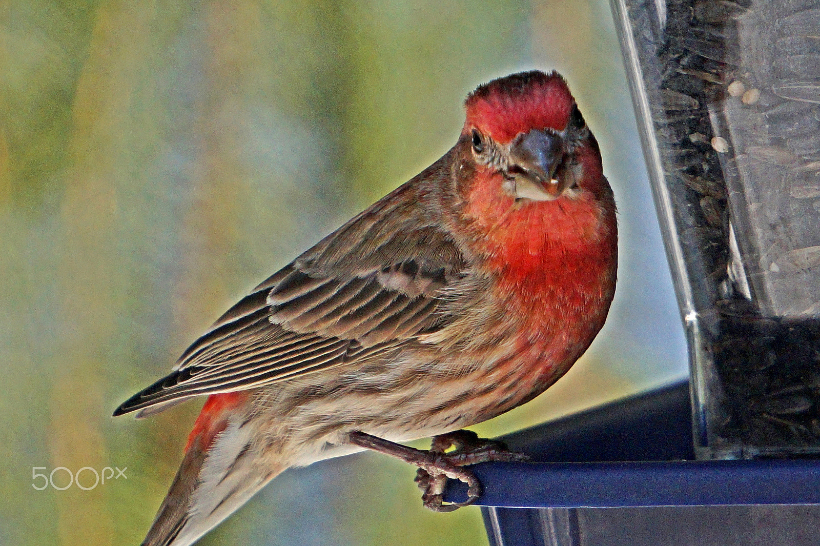 Sony E 55-210mm F4.5-6.3 OSS sample photo. Happy house finch photography
