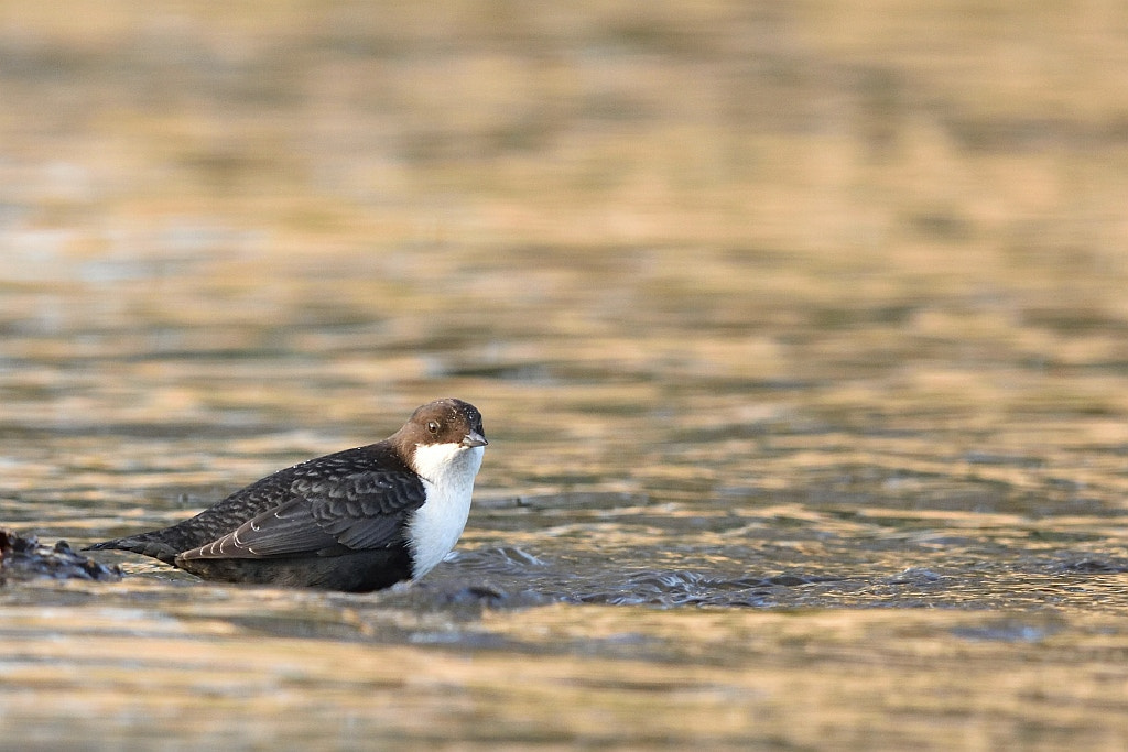 Nikon AF-S Nikkor 600mm F4G ED VR sample photo. Cinclus cinclus cinclus (water skimmer?) photography