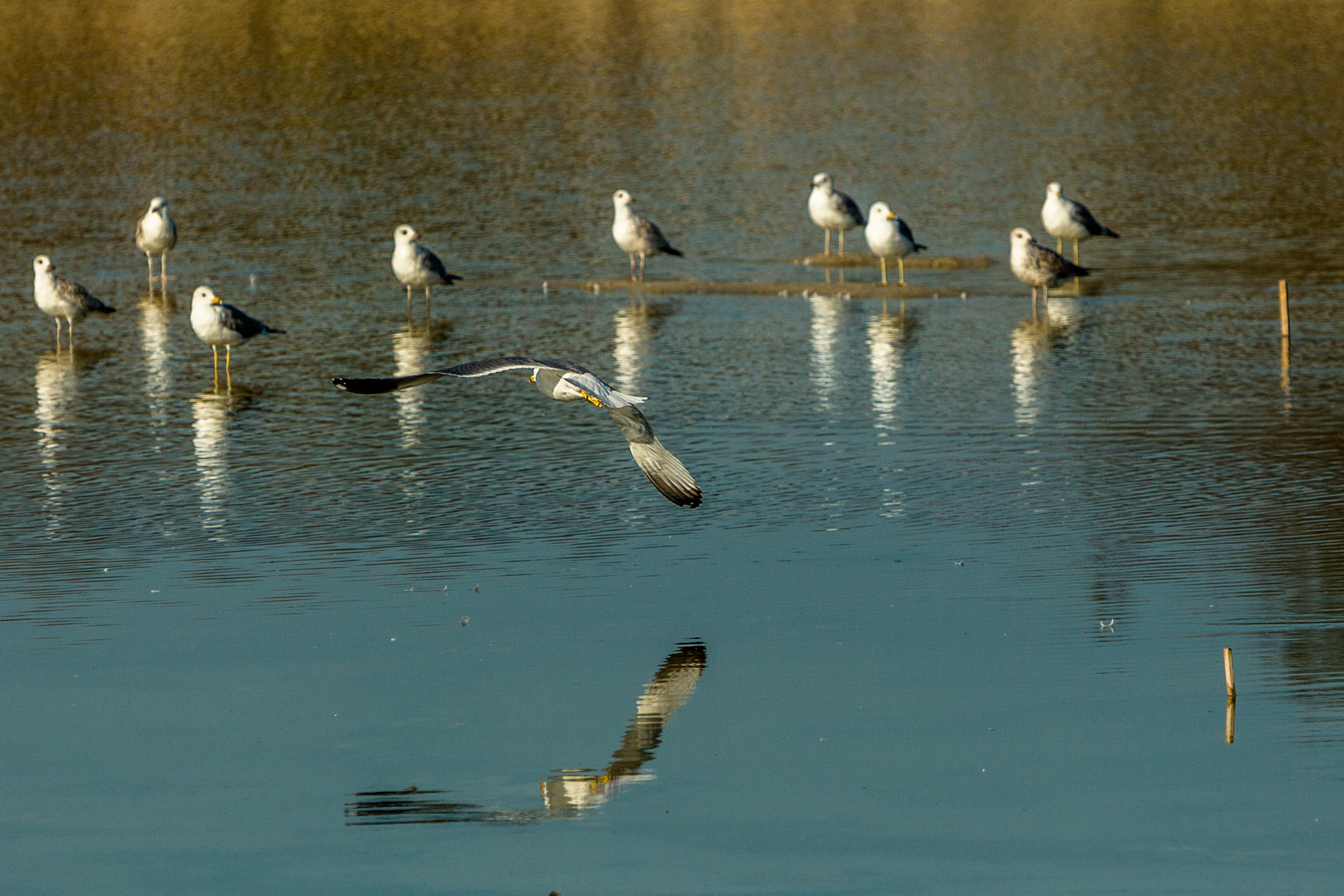 Canon EF 70-200mm F2.8L IS USM sample photo