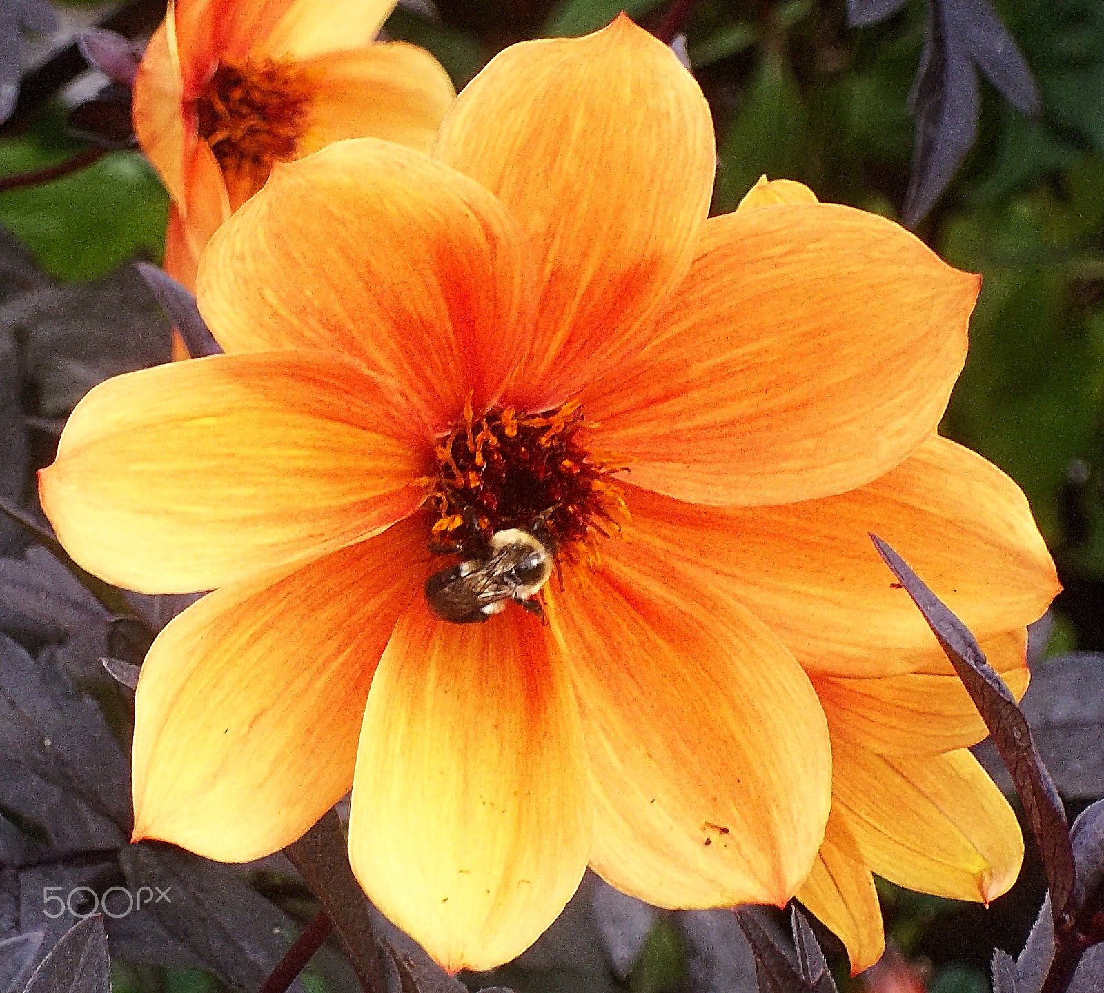 Kodak EASYSHARE M575 DIGITAL CAMERA sample photo. Bumble bee on flower photography