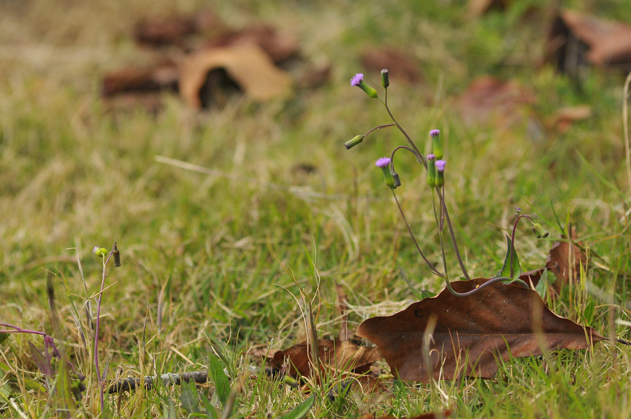 Nikon D300 + Manual Lens No CPU sample photo. Valentine with you photography