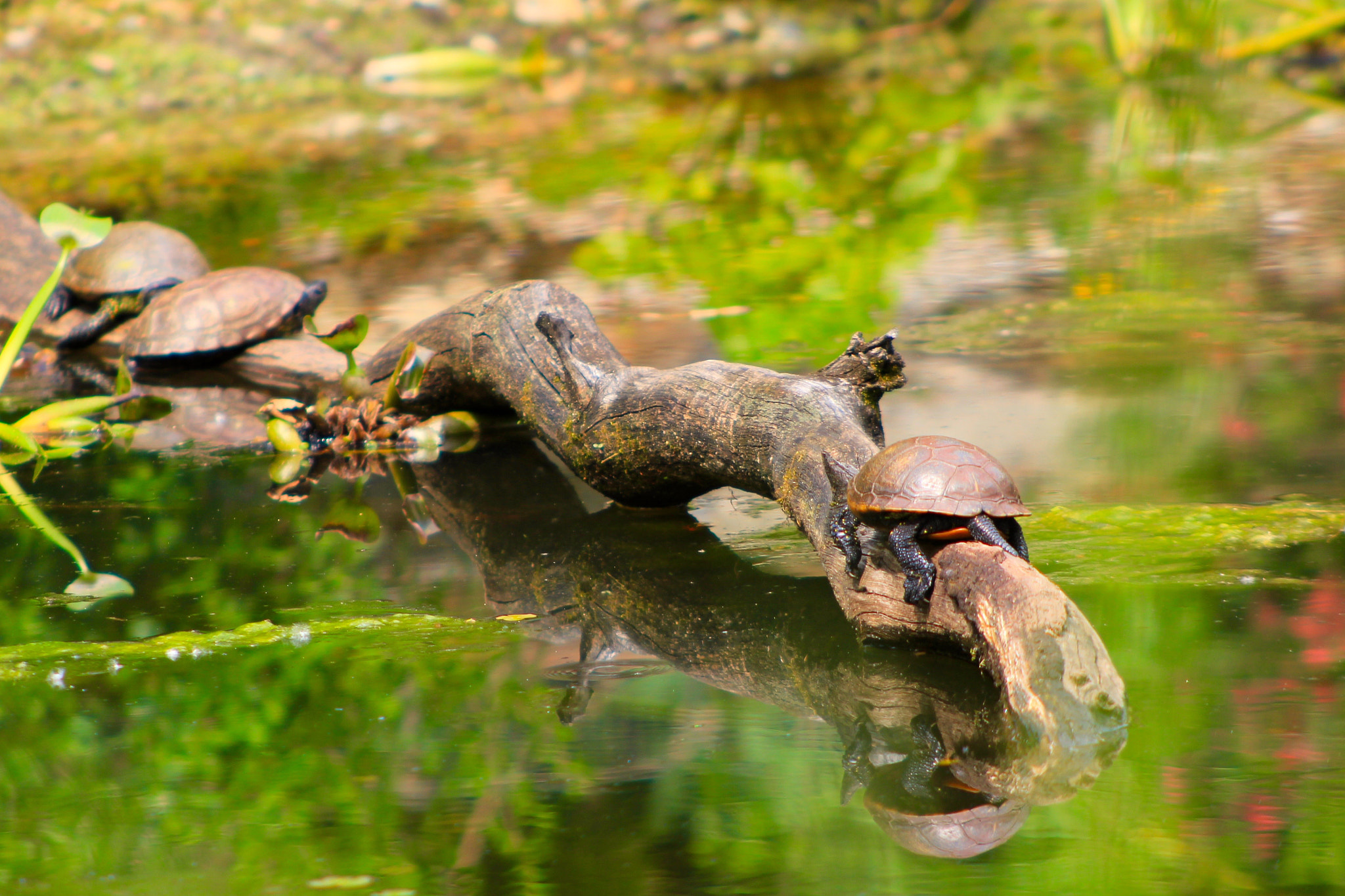Canon EF 100-300mm F4.5-5.6 USM sample photo. Turtles photography