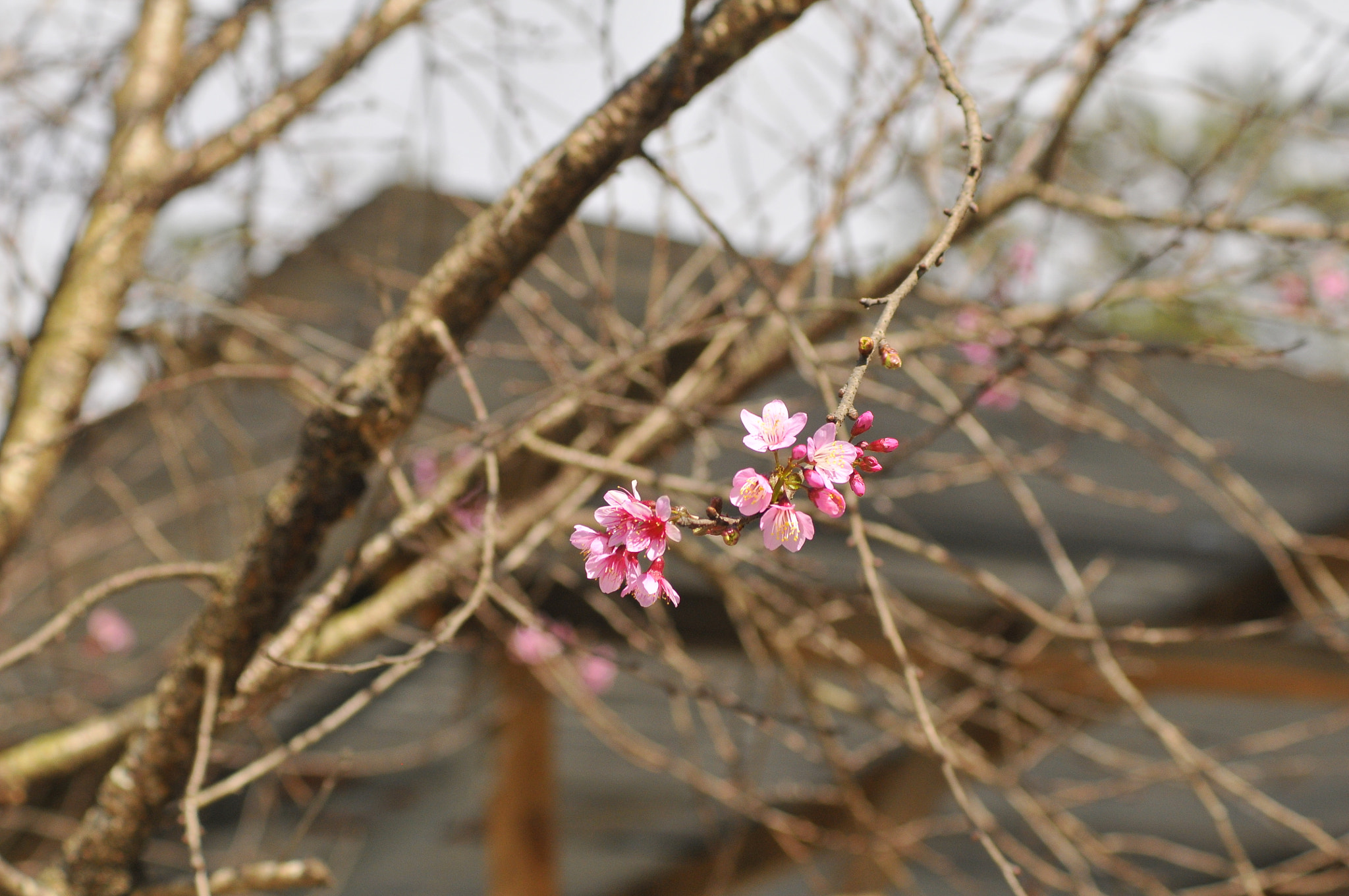 Nikon D300 + Manual Lens No CPU sample photo. Valentine with you photography