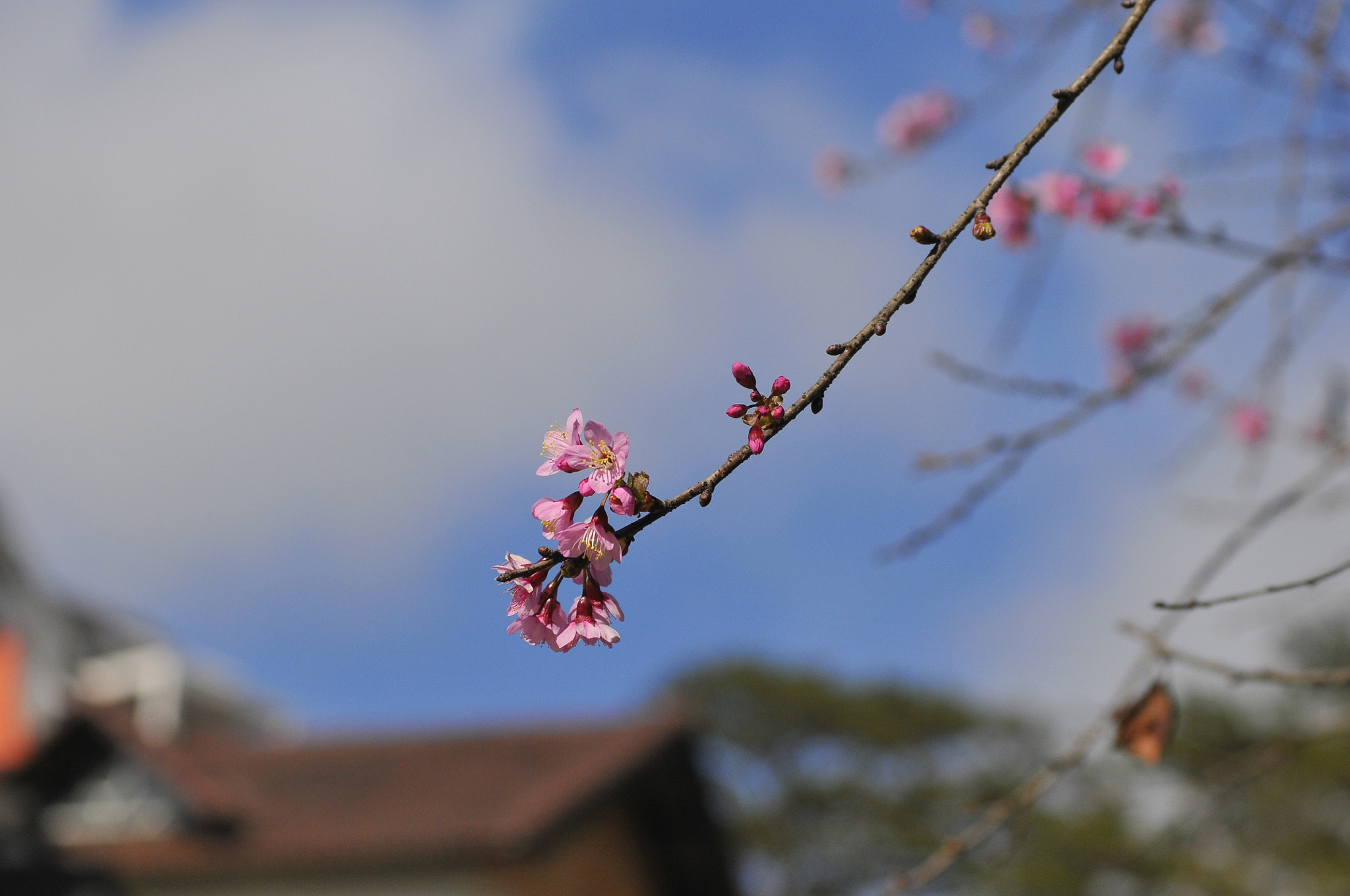 Nikon D300 + Manual Lens No CPU sample photo. Valentine with you photography