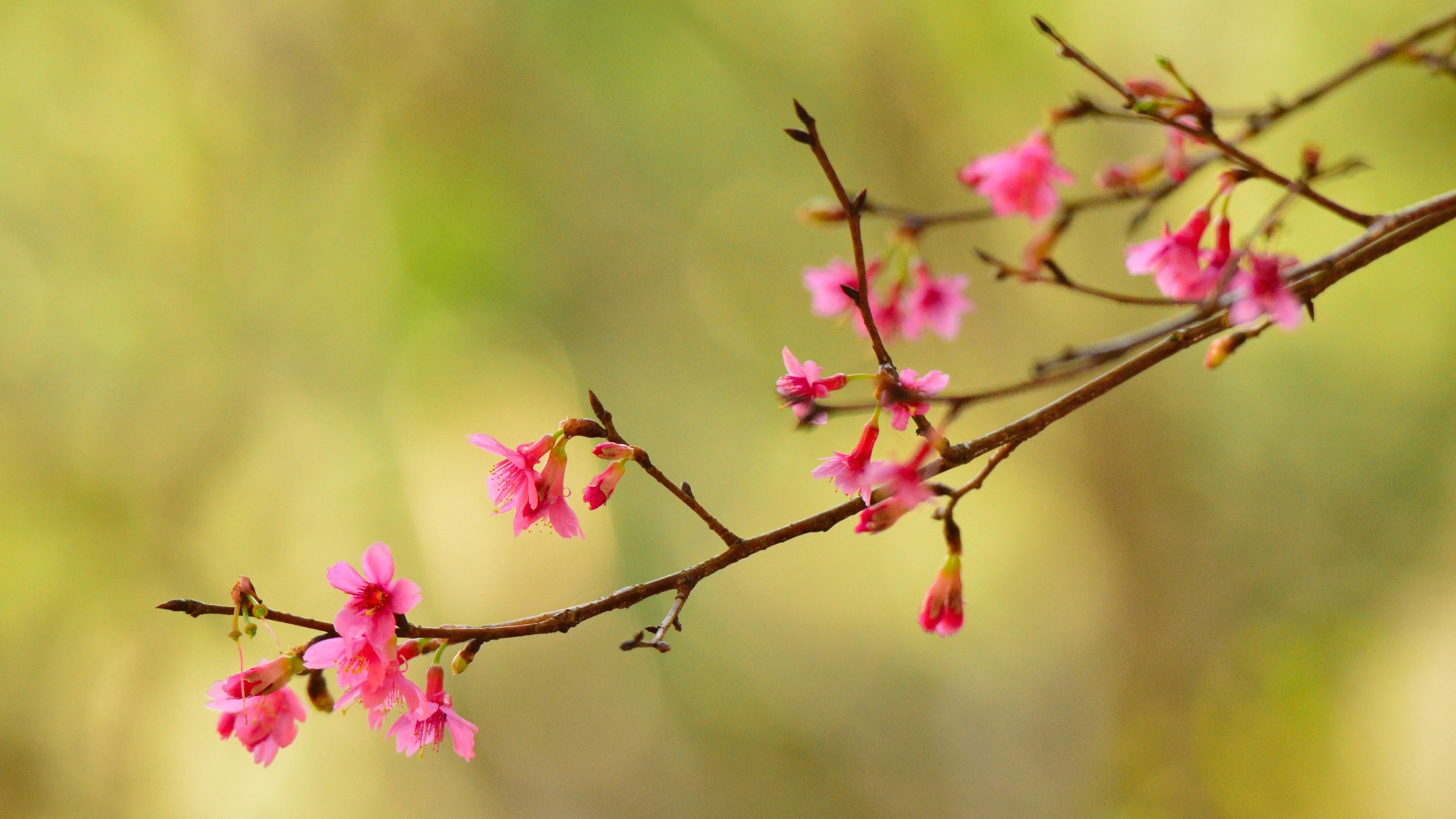 Nikon D3200 + Tamron SP 150-600mm F5-6.3 Di VC USD sample photo. Cherry blossom photography