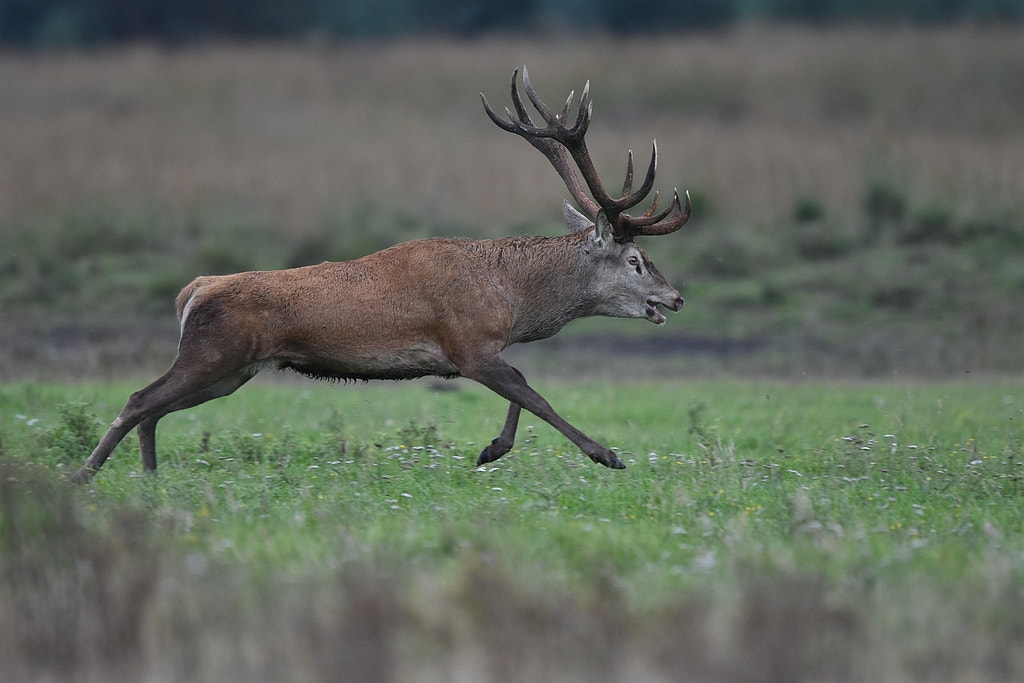 Nikon D7200 + Nikon AF-S Nikkor 600mm F4G ED VR sample photo. Elaphus elaphus (red deer) photography