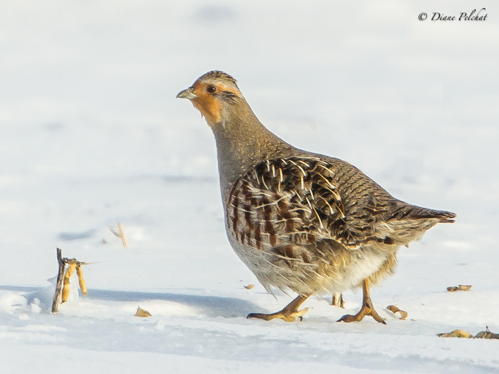 Canon EOS 60D + Canon EF 300mm F2.8L IS II USM sample photo. Gray partridge photography
