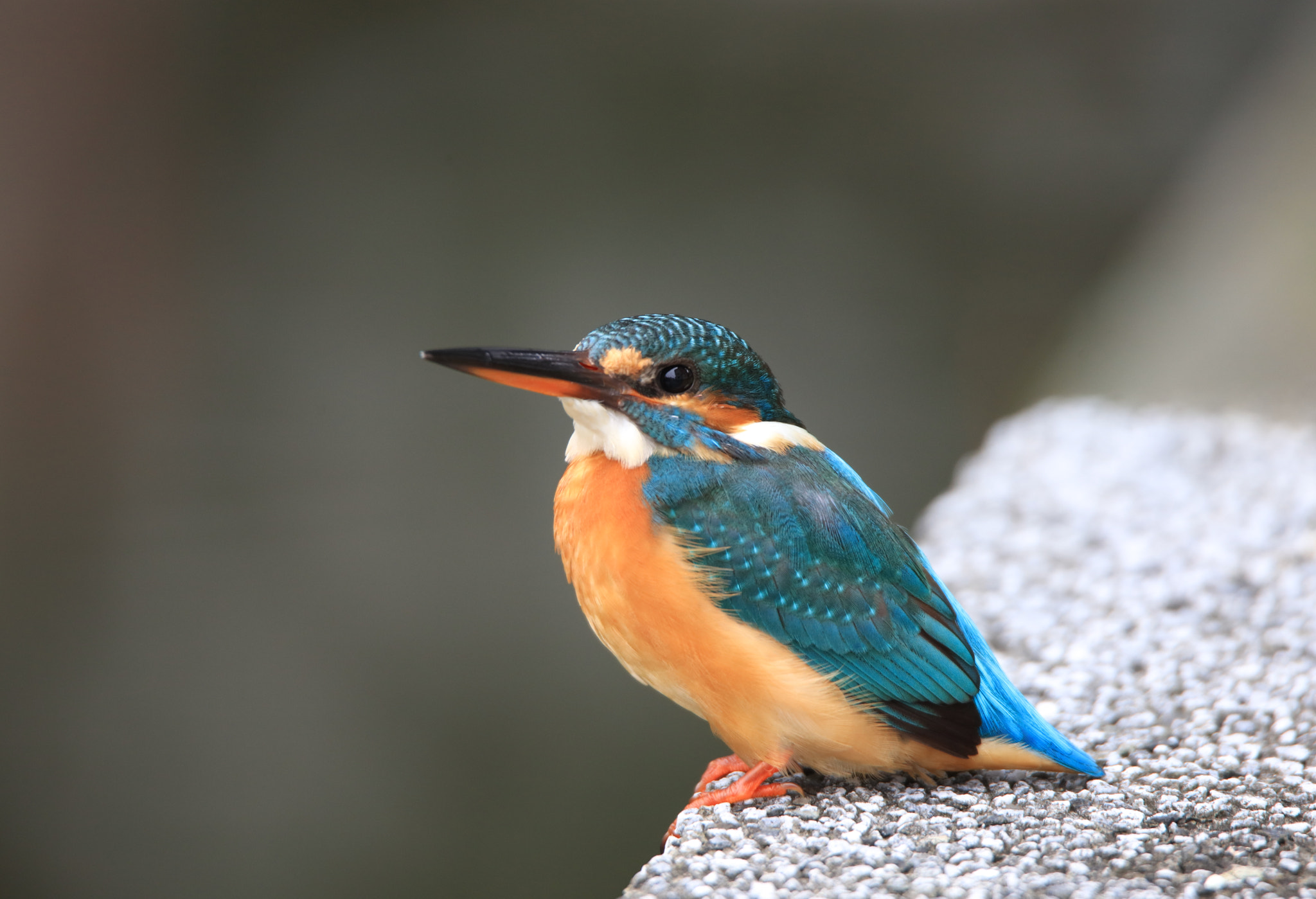Tamron SP 150-600mm F5-6.3 Di VC USD sample photo. Kingfisher photography