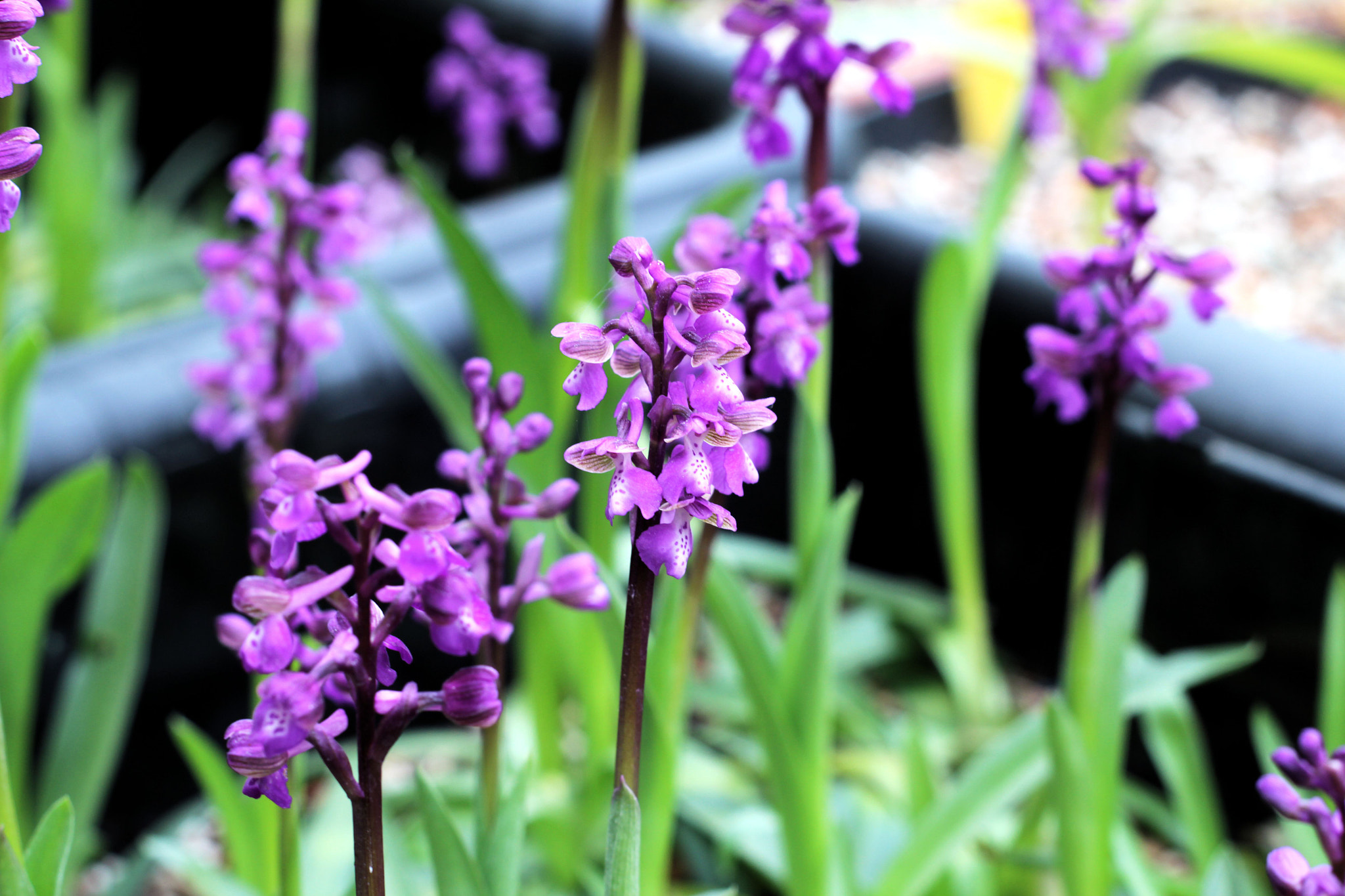 Canon EOS 600D (Rebel EOS T3i / EOS Kiss X5) + Canon EF 50mm F1.8 II sample photo. Orchis morio photography