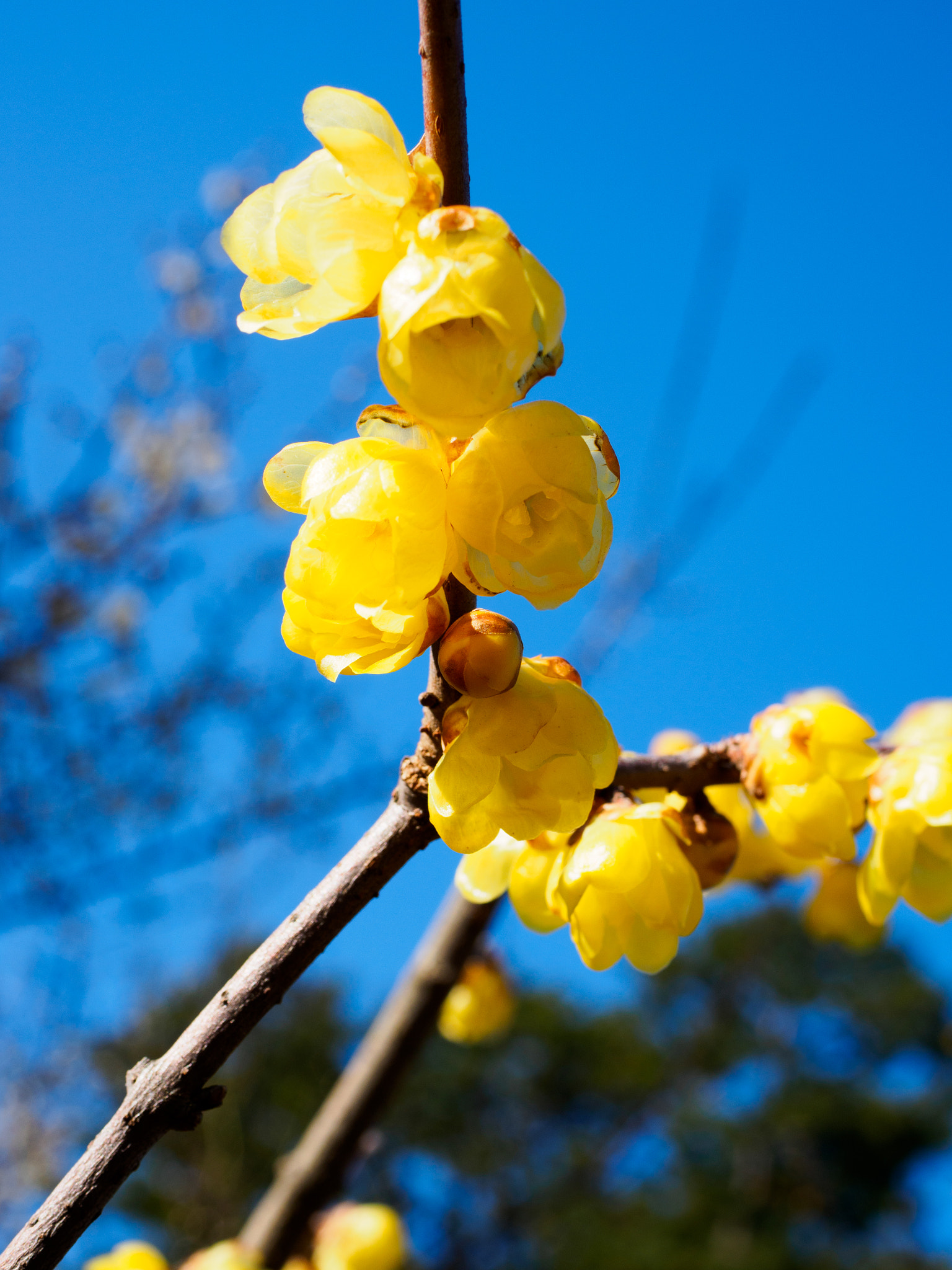Panasonic Lumix G Macro 30mm F2.8 ASPH Mega OIS sample photo. Premature spring photography