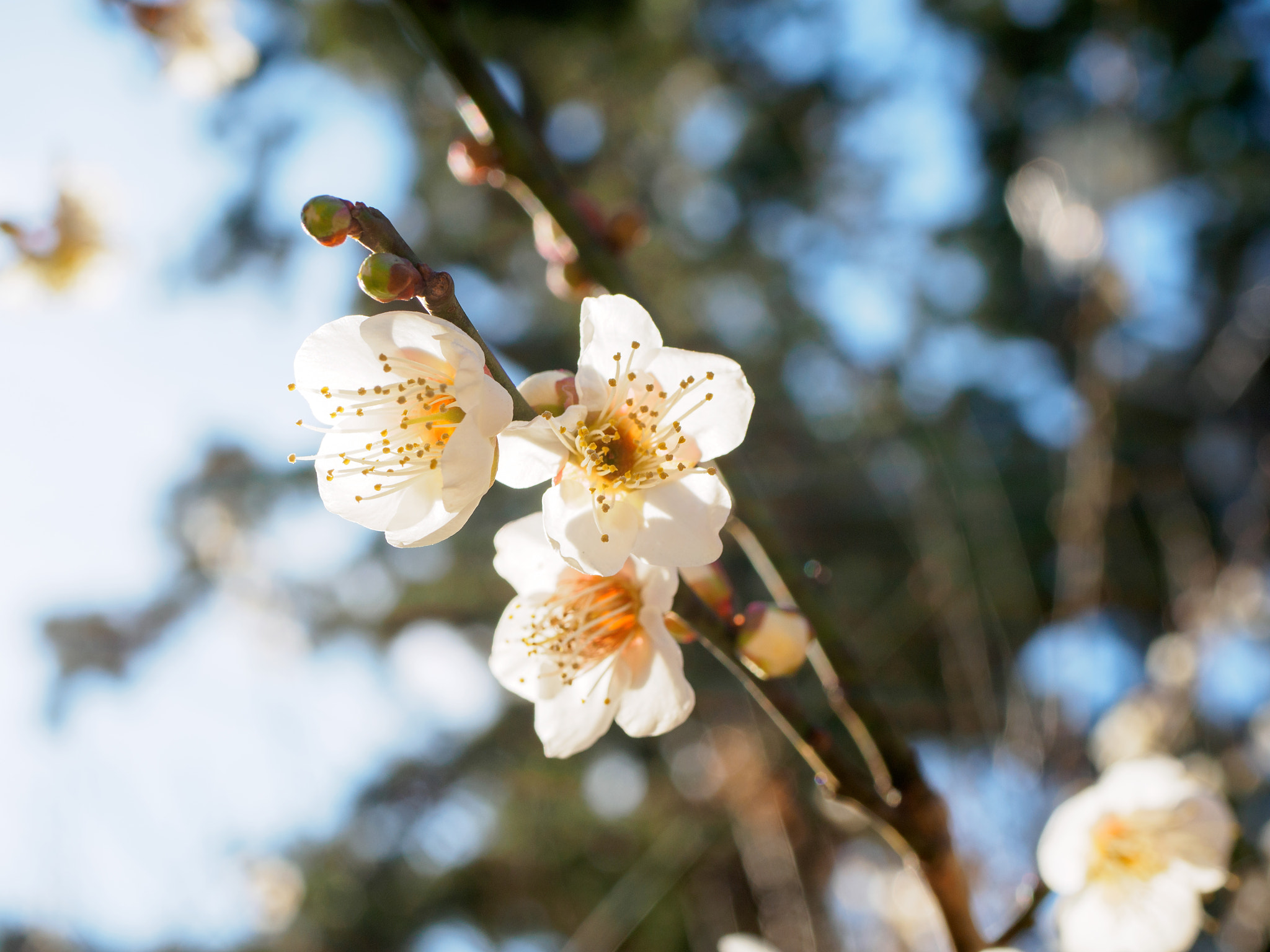 Panasonic Lumix G Macro 30mm F2.8 ASPH Mega OIS sample photo. Premature spring photography
