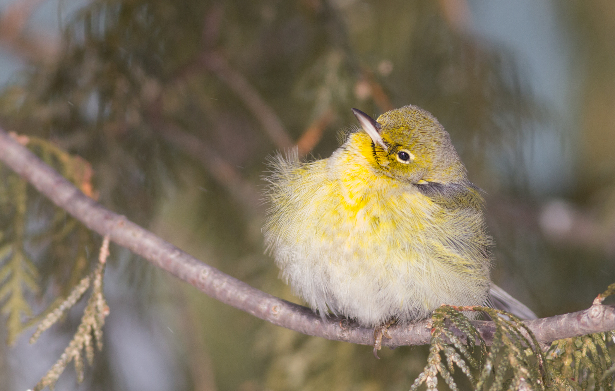 Canon EOS 60D + Canon EF 400mm F5.6L USM sample photo