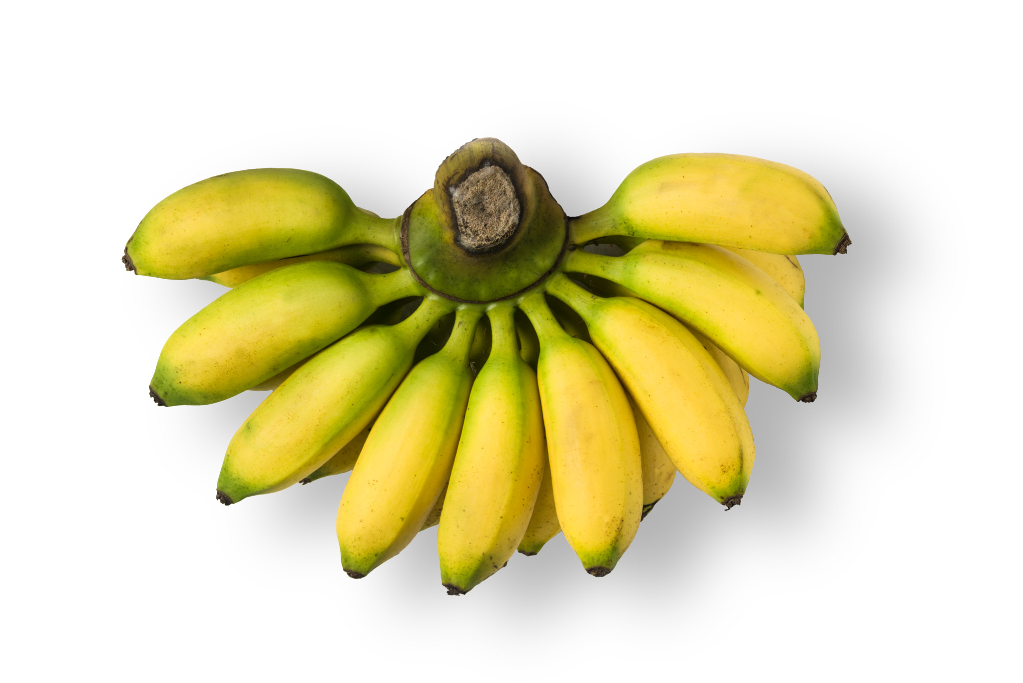 Nikon D750 + AF Micro-Nikkor 105mm f/2.8 sample photo. A kind of thai banana isolated on white photography