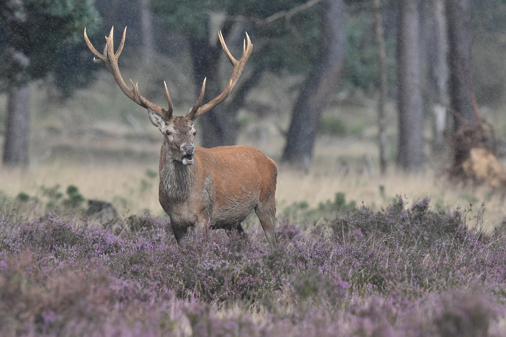 Nikon D7200 + Nikon AF-S Nikkor 600mm F4G ED VR sample photo. Elaphus elaphus (red deer) photography