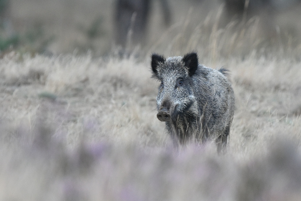 Nikon D7200 + Nikon AF-S Nikkor 600mm F4G ED VR sample photo. Sus scrofa (wild boar) photography