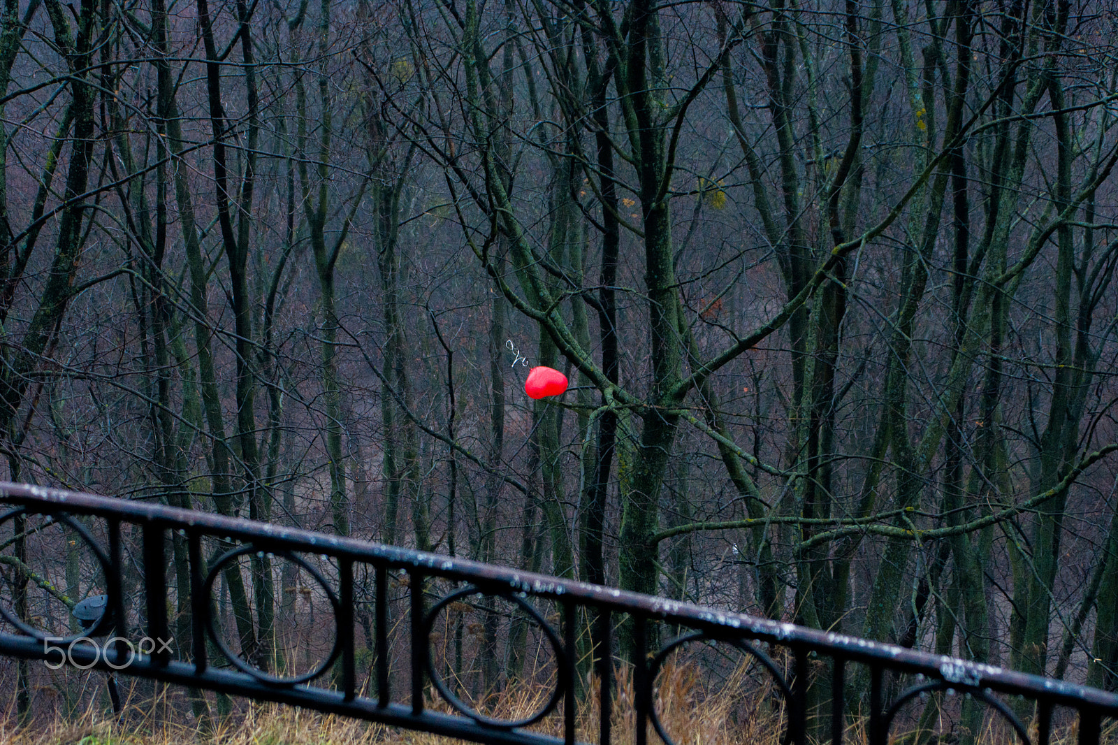 AF Zoom-Nikkor 35-80mm f/4-5.6D N sample photo. Love is in the air photography