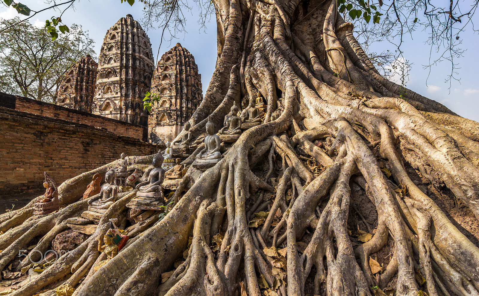 Tokina AT-X Pro 12-24mm F4 (IF) DX sample photo. Among the roots photography