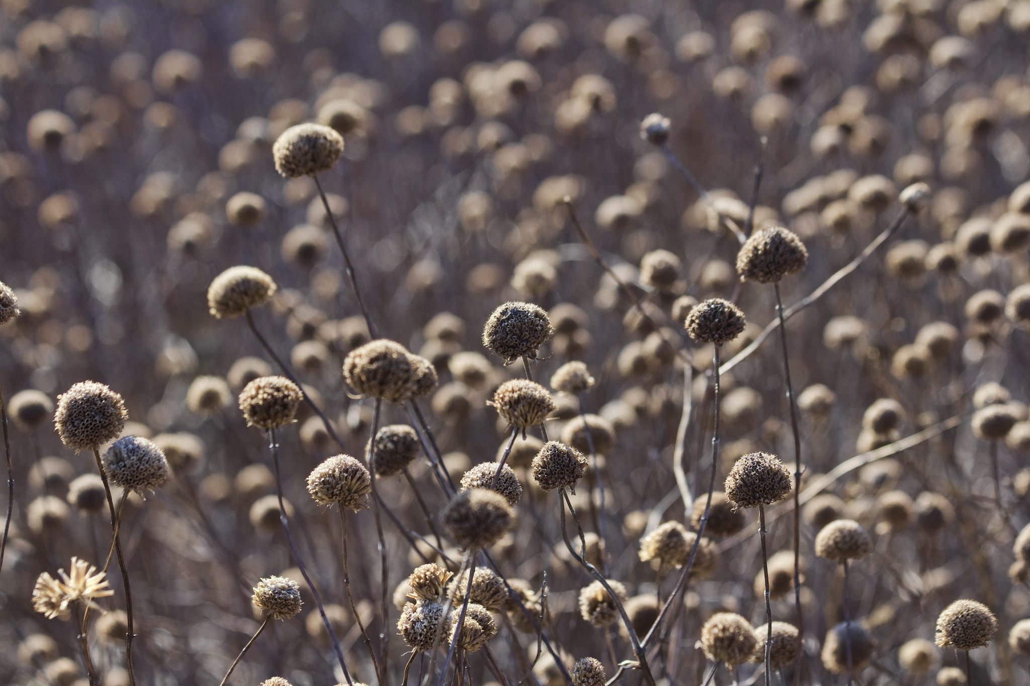 Canon EF 70-300mm F4-5.6 IS USM sample photo. Field photography