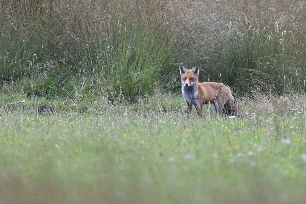 Nikon D7200 + Nikon AF-S Nikkor 600mm F4G ED VR sample photo. Vulpus vulpus (red fox) photography