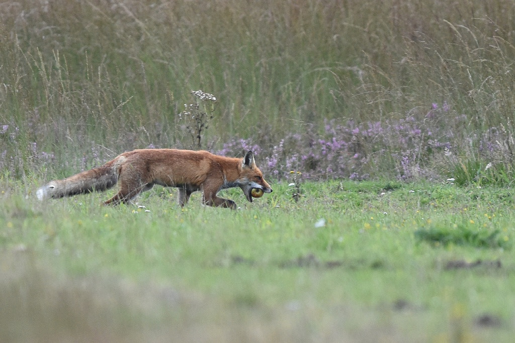 Nikon D7200 + Nikon AF-S Nikkor 600mm F4G ED VR sample photo. Vulpus vulpus (red fox) photography