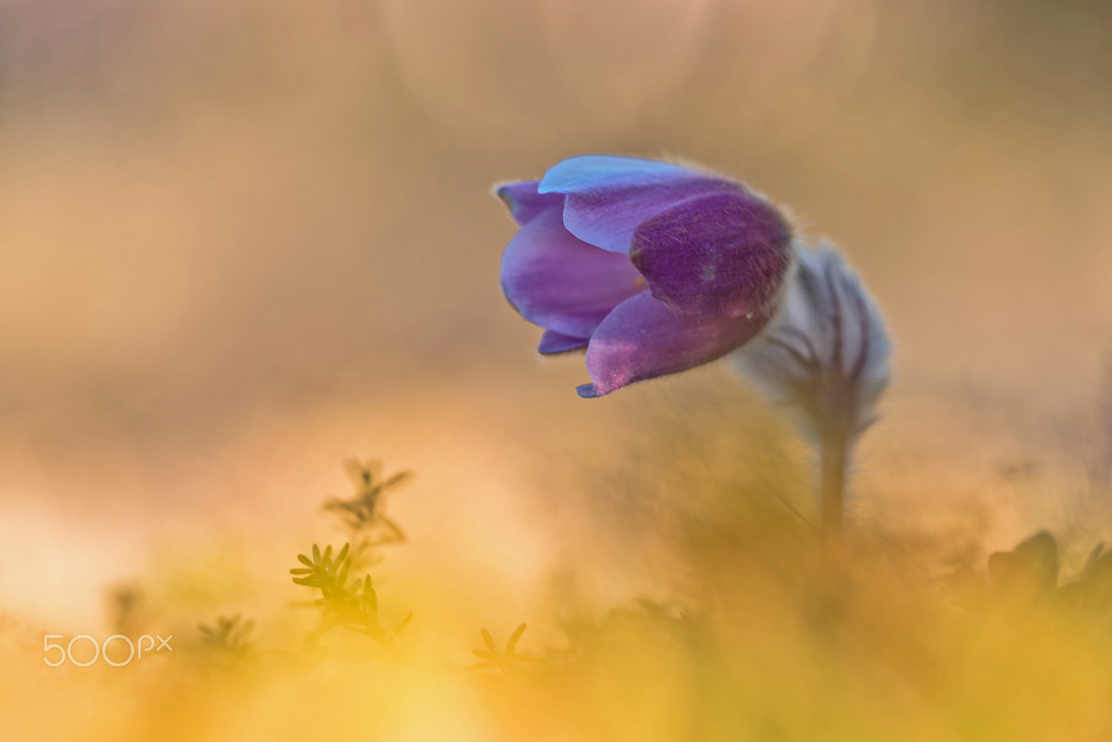 Sigma 150mm F2.8 EX DG Macro HSM sample photo. Pulsatilla vernalis photography
