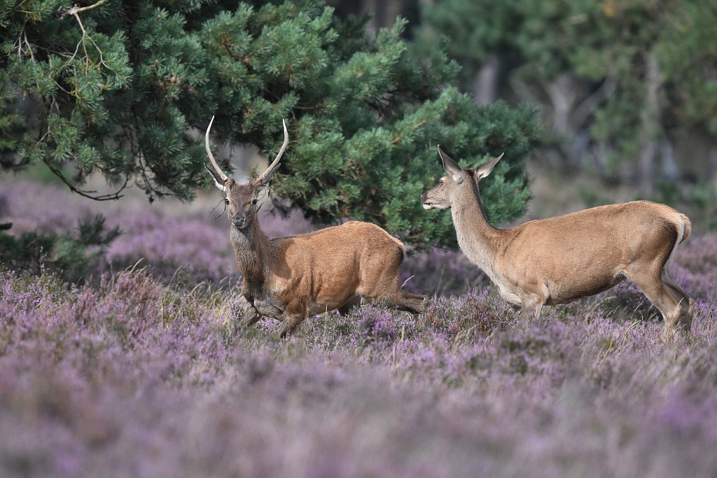 Nikon D7200 + Nikon AF-S Nikkor 600mm F4G ED VR sample photo. Elaphus elaphus (red deer) photography